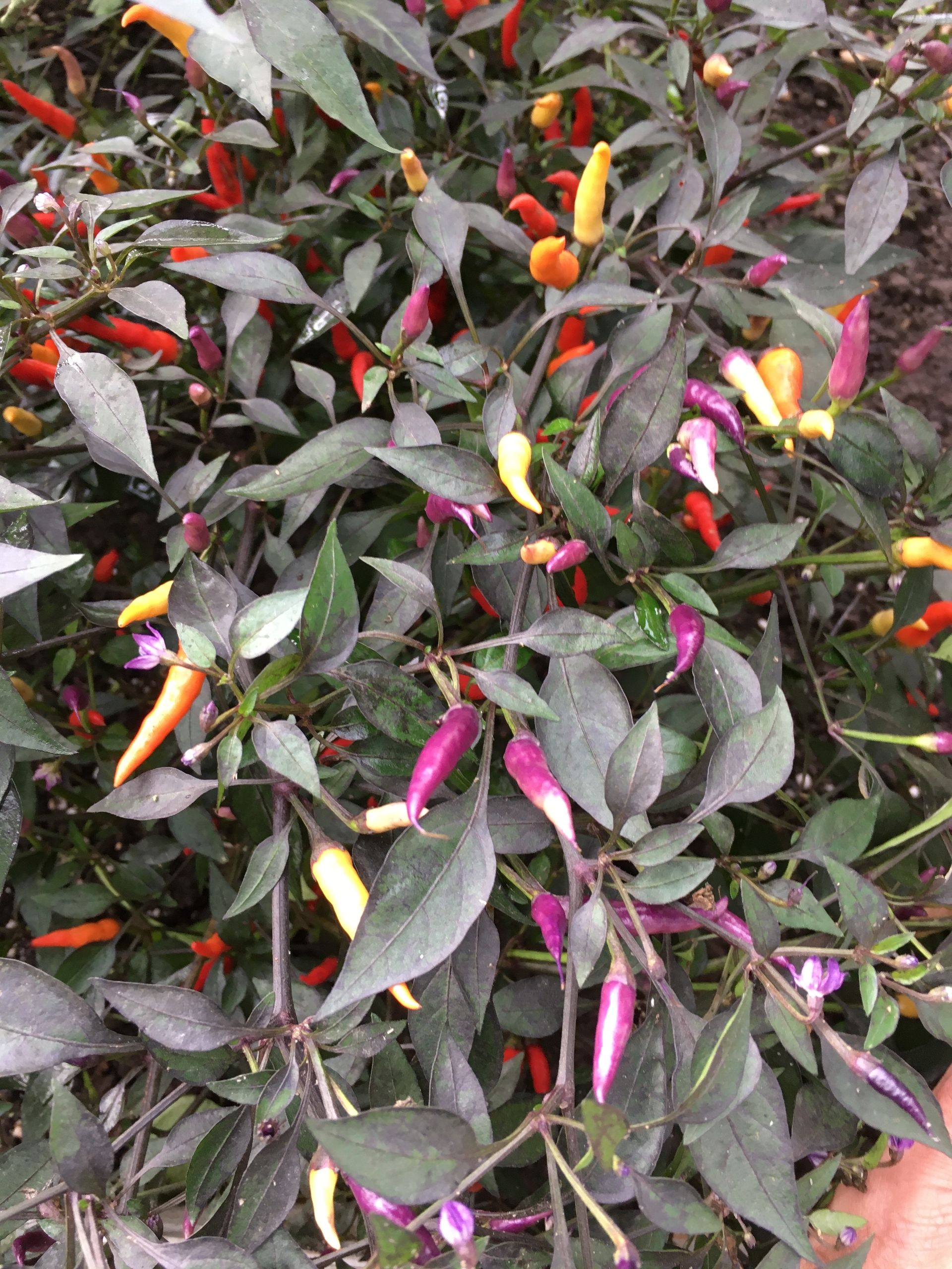 Плоды острого перца Maui Purple Multicolor - фото 4