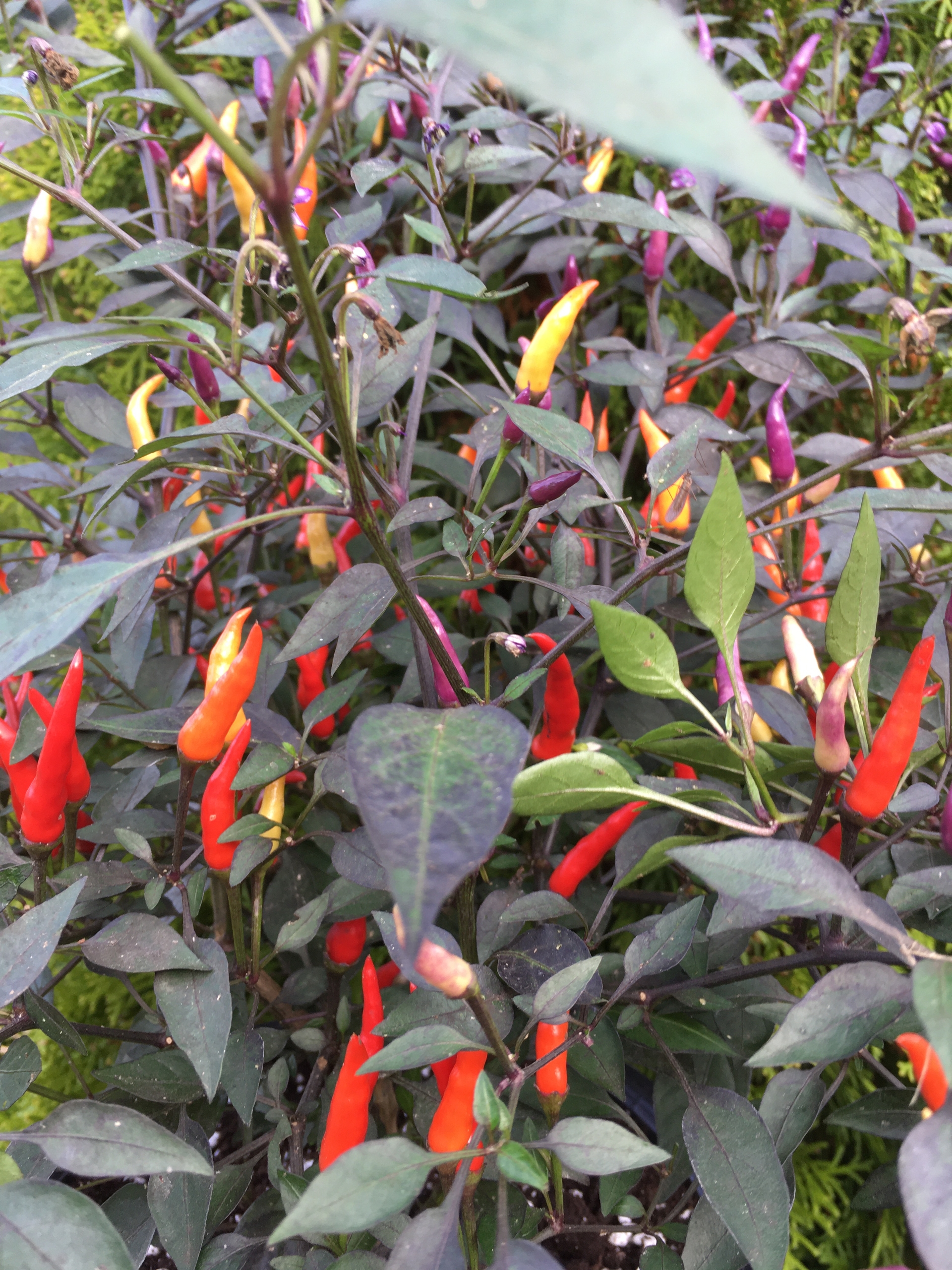 Что вырастает из семян острого перца Maui Purple Multicolor - фото 5