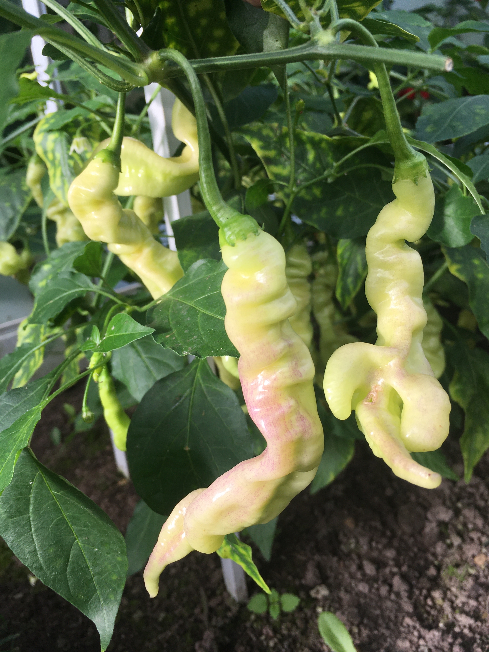 Семена острого перца Aji Confusion