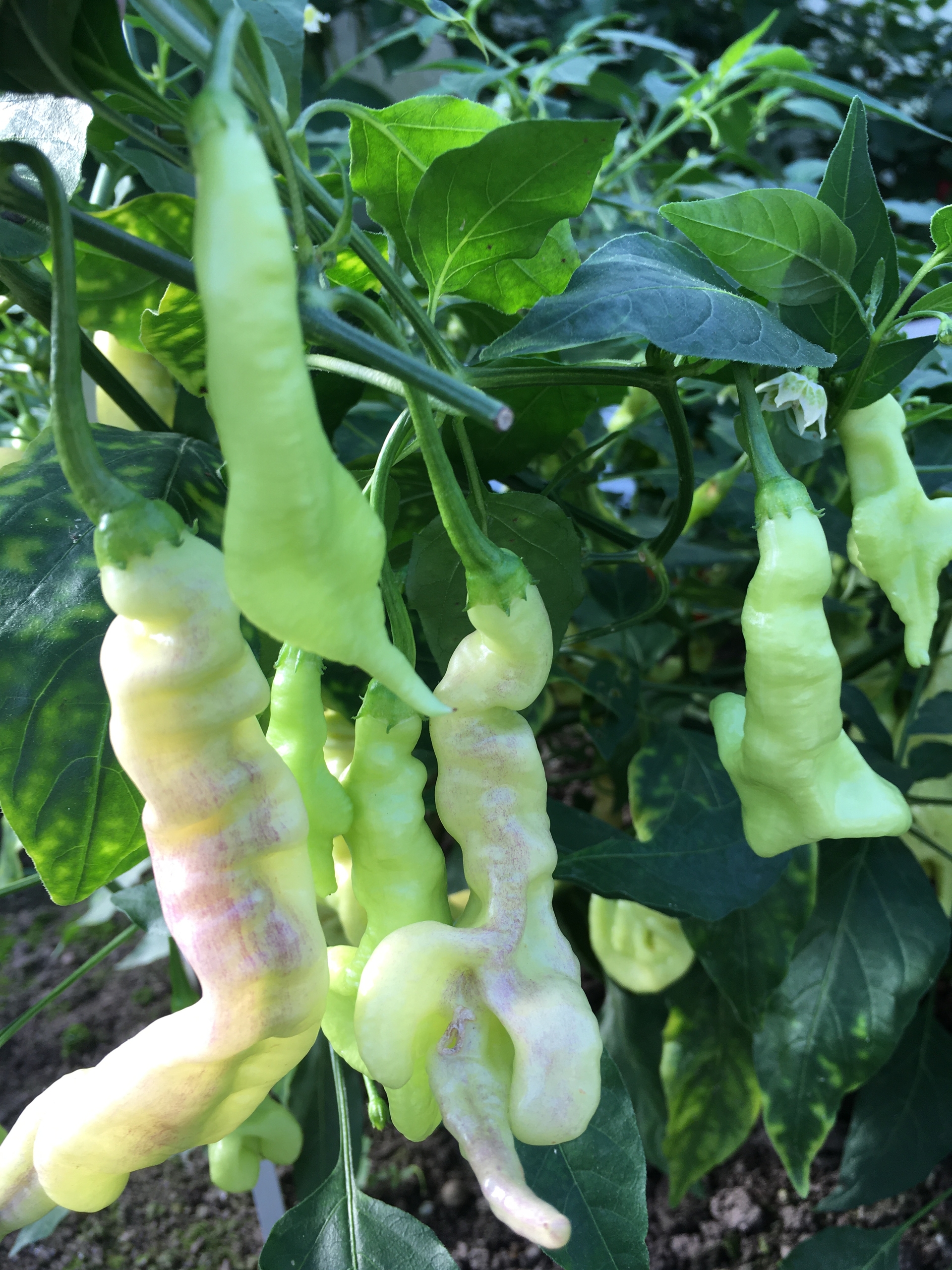 Выращивание острого перца Aji Confusion - фото 2