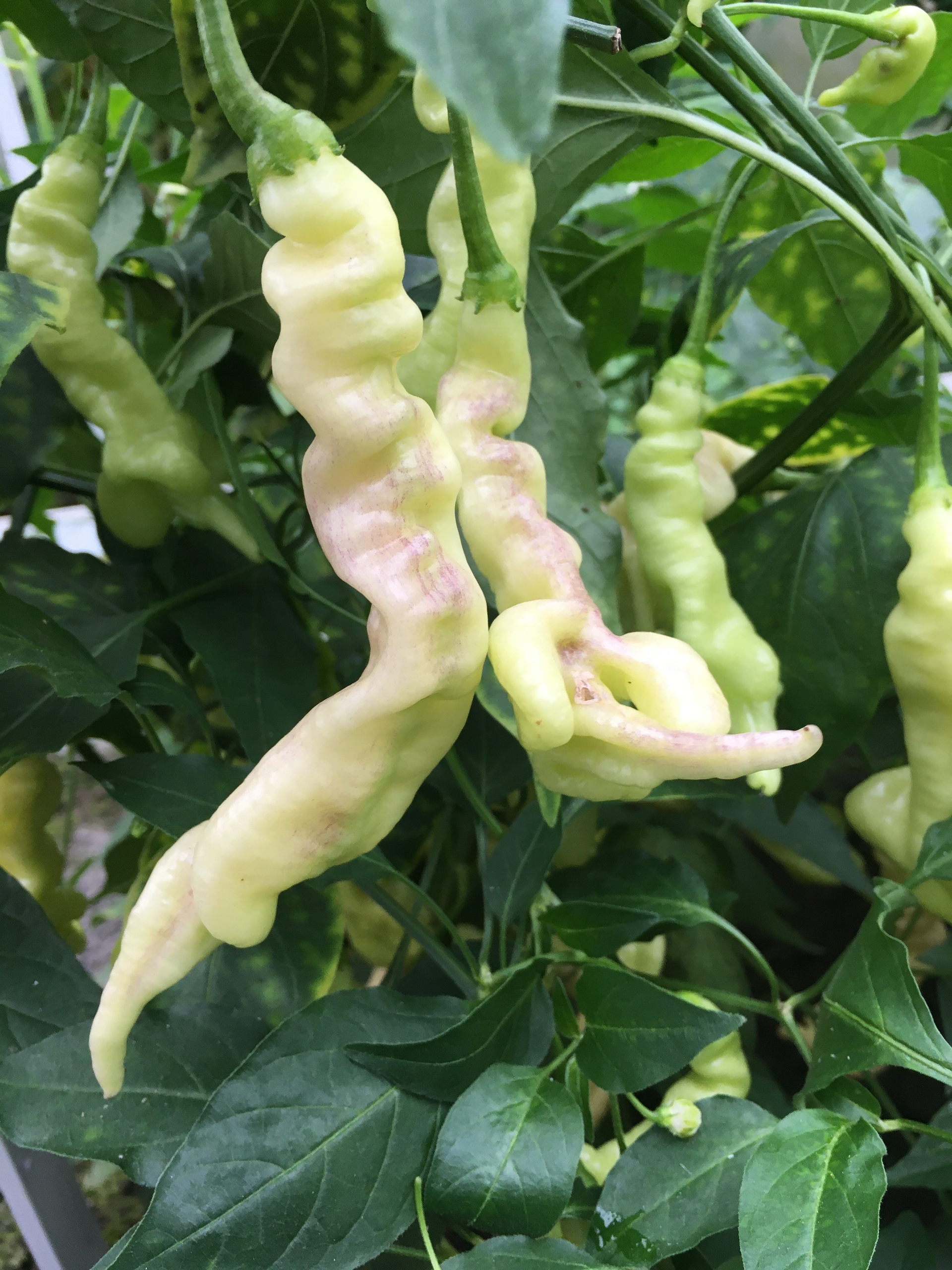 Сорт острого перца Aji Confusion - фото 3