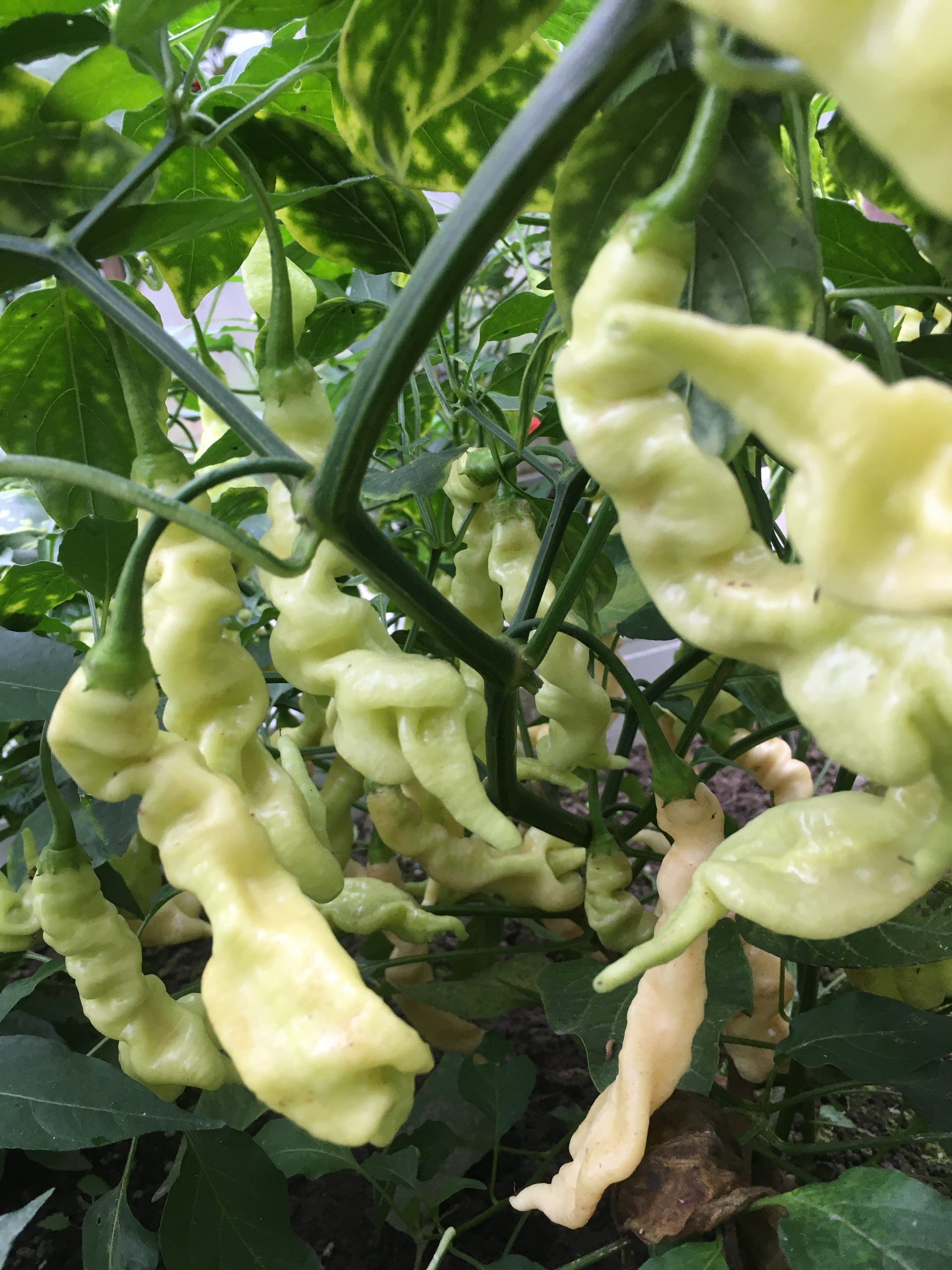 Плоды острого перца Aji Confusion - фото 4