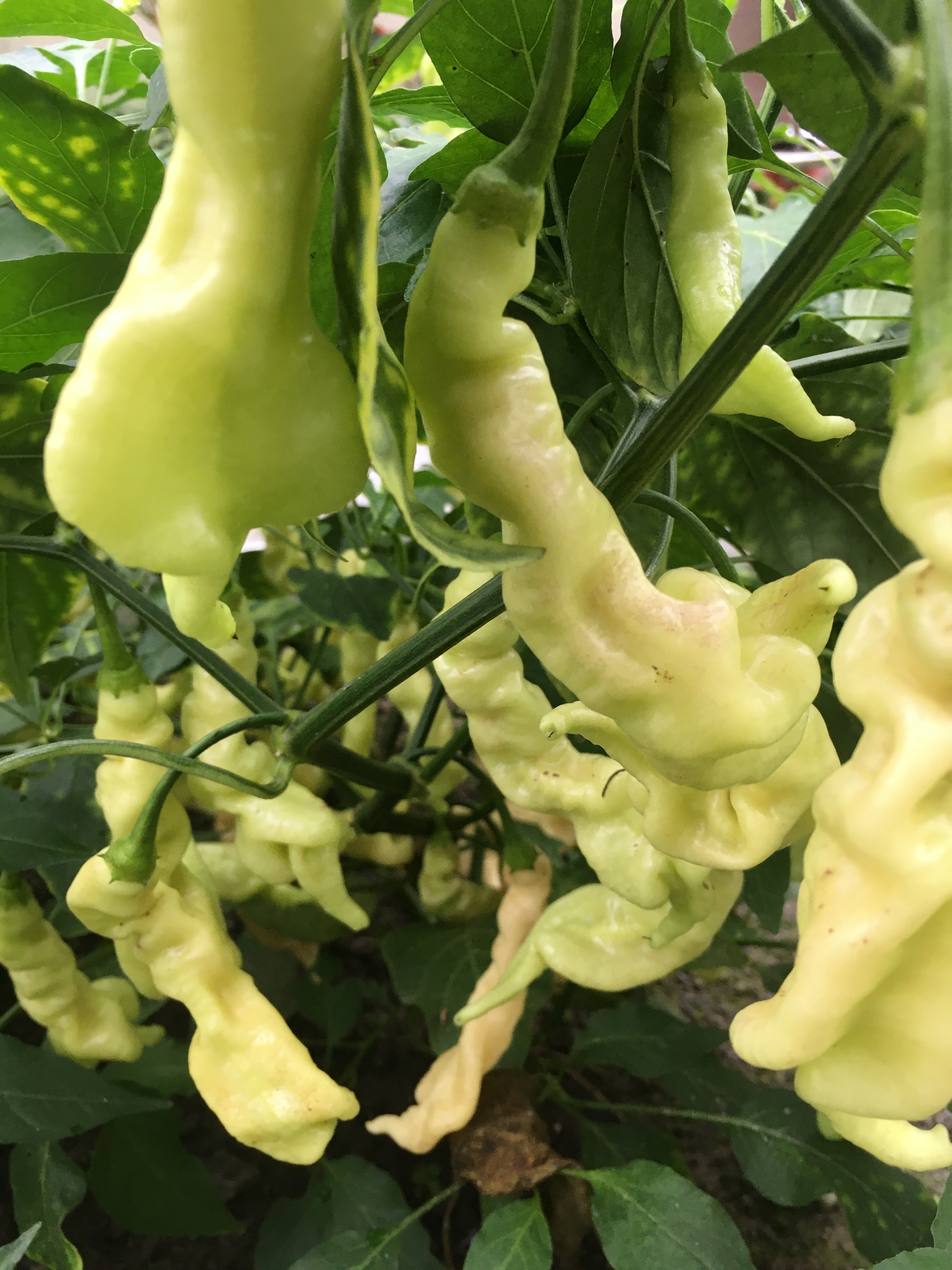 Что вырастает из семян острого перца Aji Confusion - фото 5