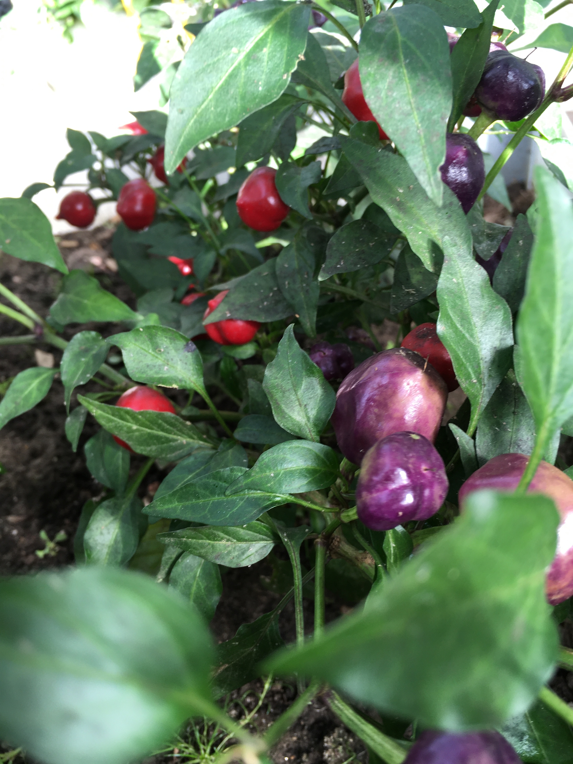 Выращивание острого перца Purple Pumpkin - фото 2