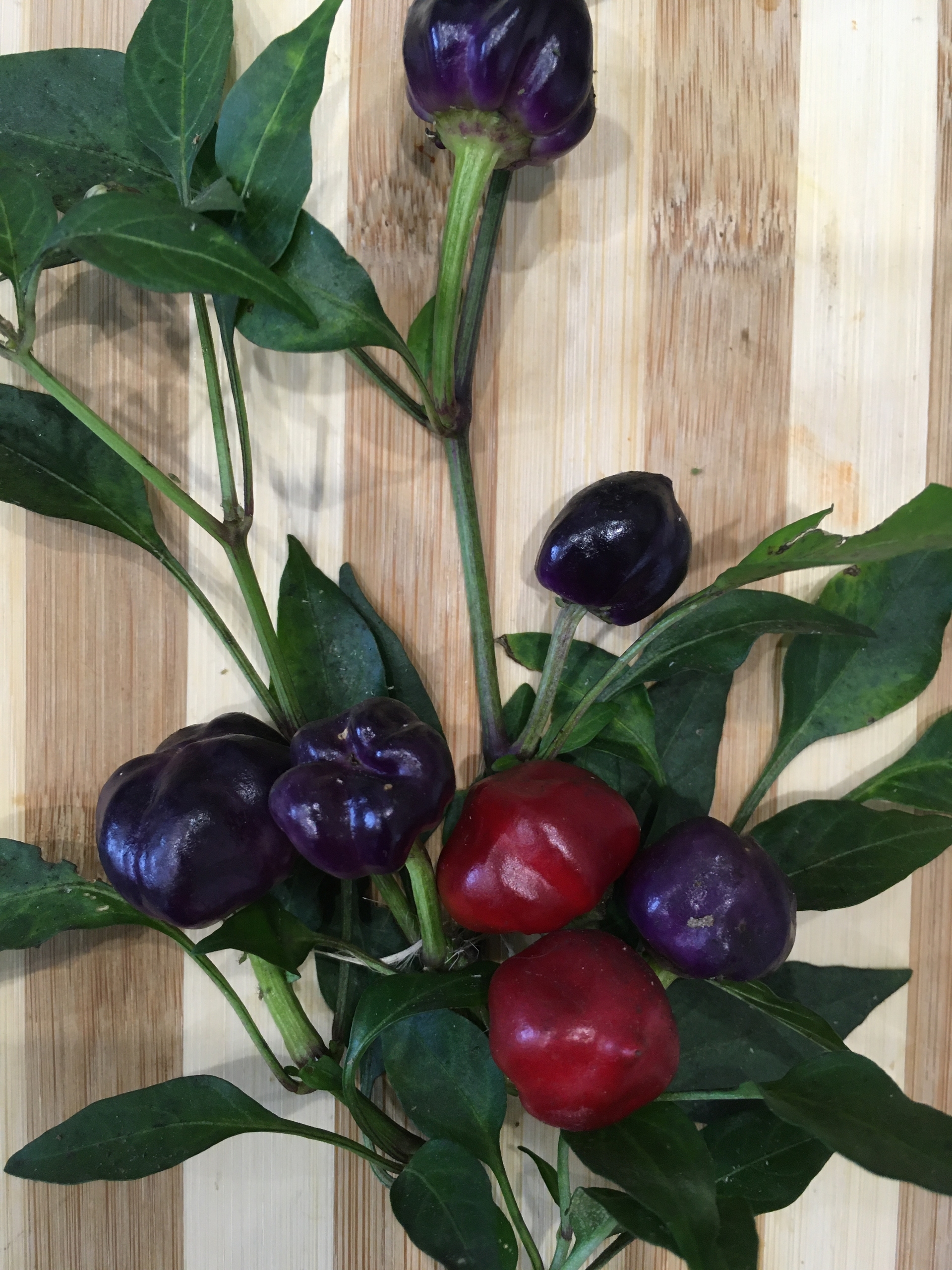 Плоды острого перца Purple Pumpkin - фото 4