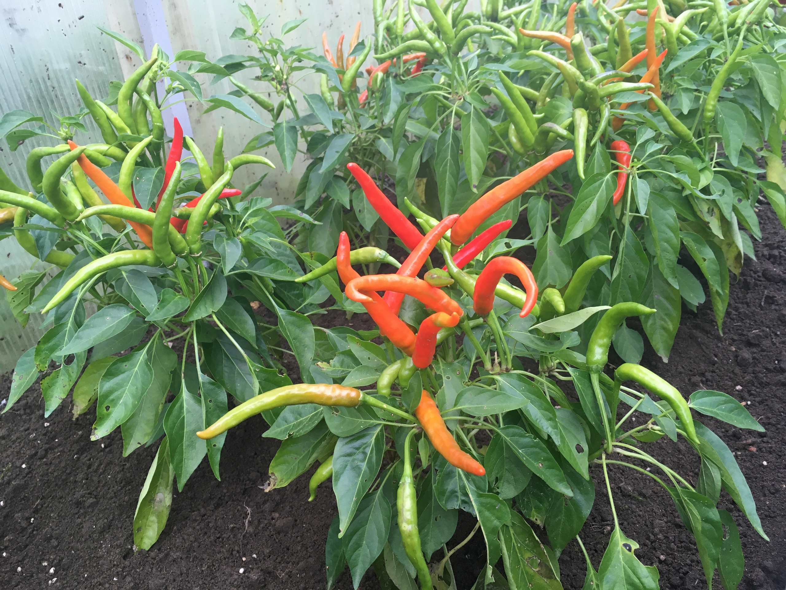 Семена острого перца Медуза Горгона