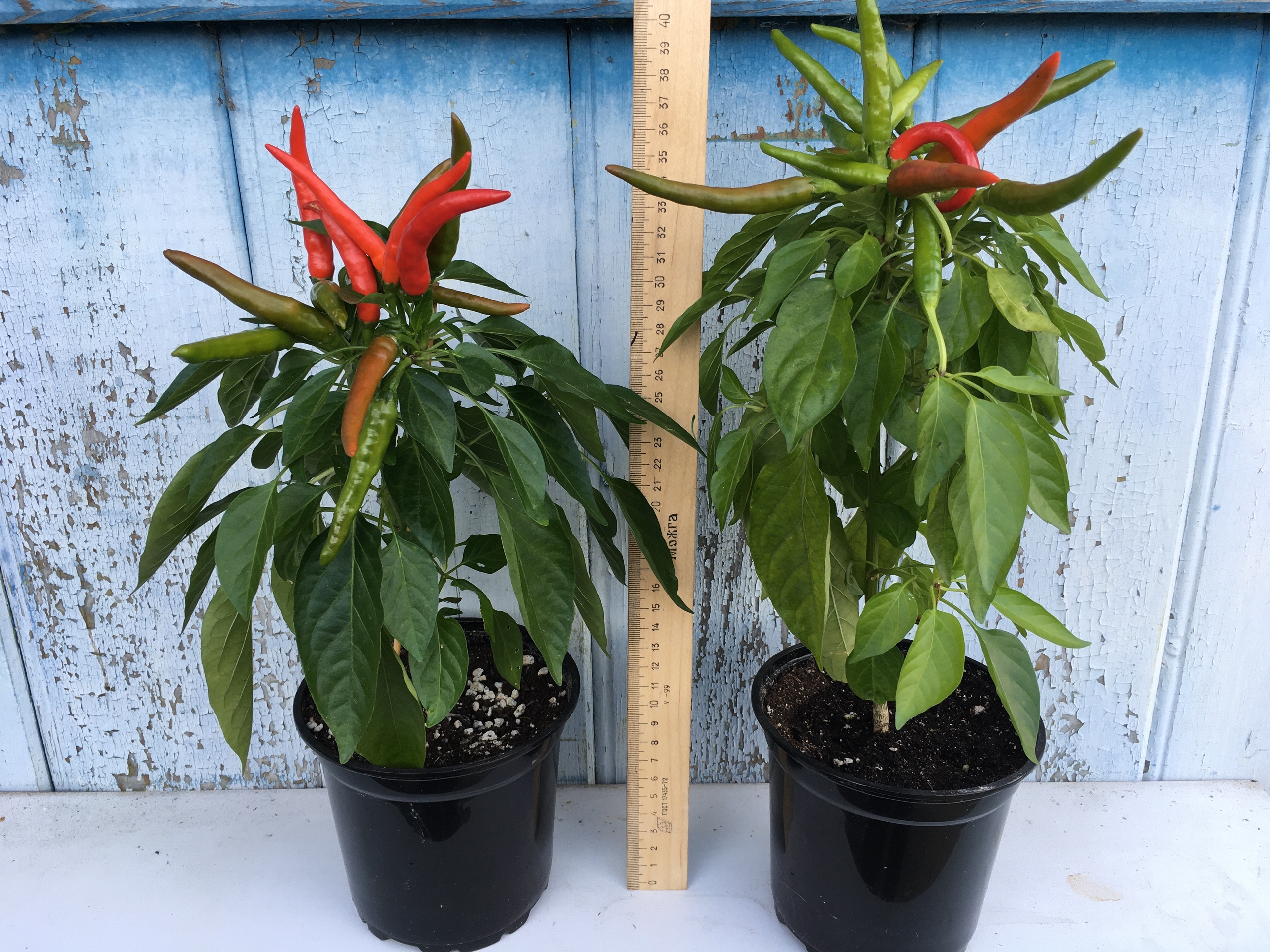 Выращивание острого перца Медуза Горгона - фото 2