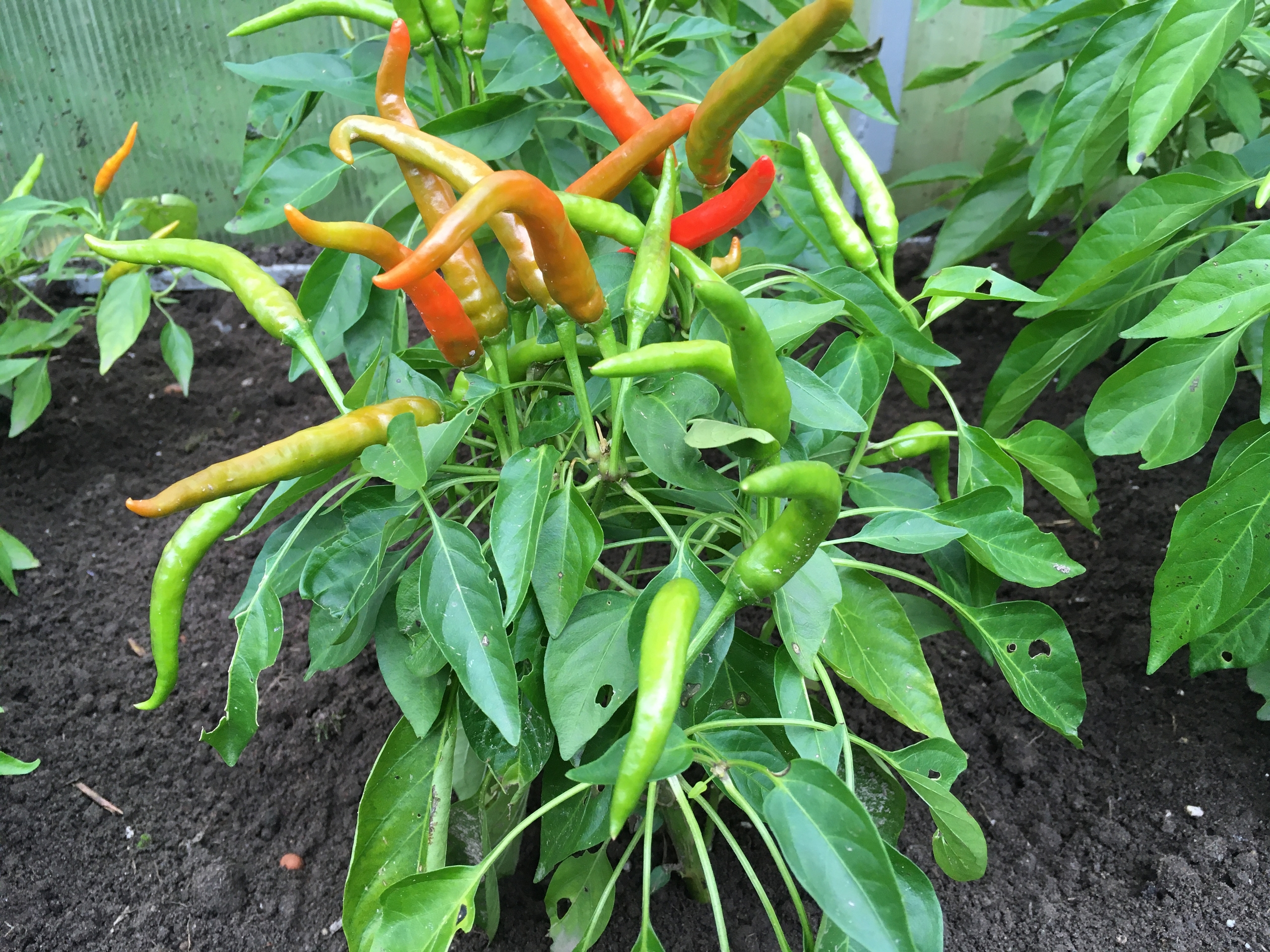 Сорт острого перца Медуза Горгона - фото 3