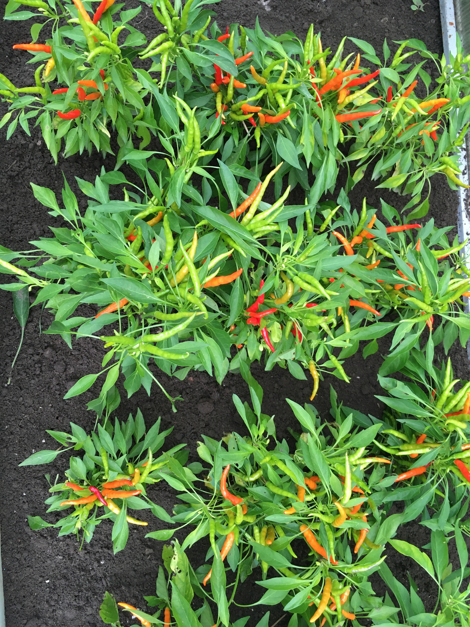 Плоды острого перца Медуза Горгона - фото 4