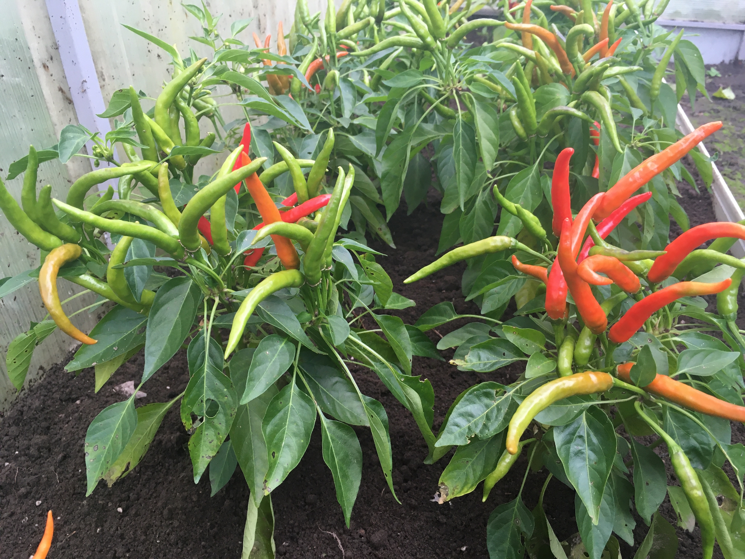 Что вырастает из семян острого перца Медуза Горгона - фото 5