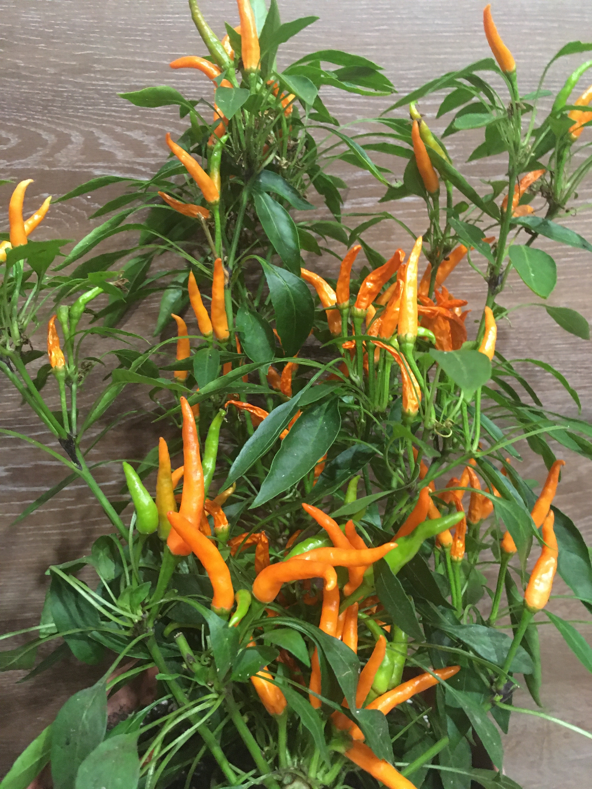 Семена острого перца Bunny joy