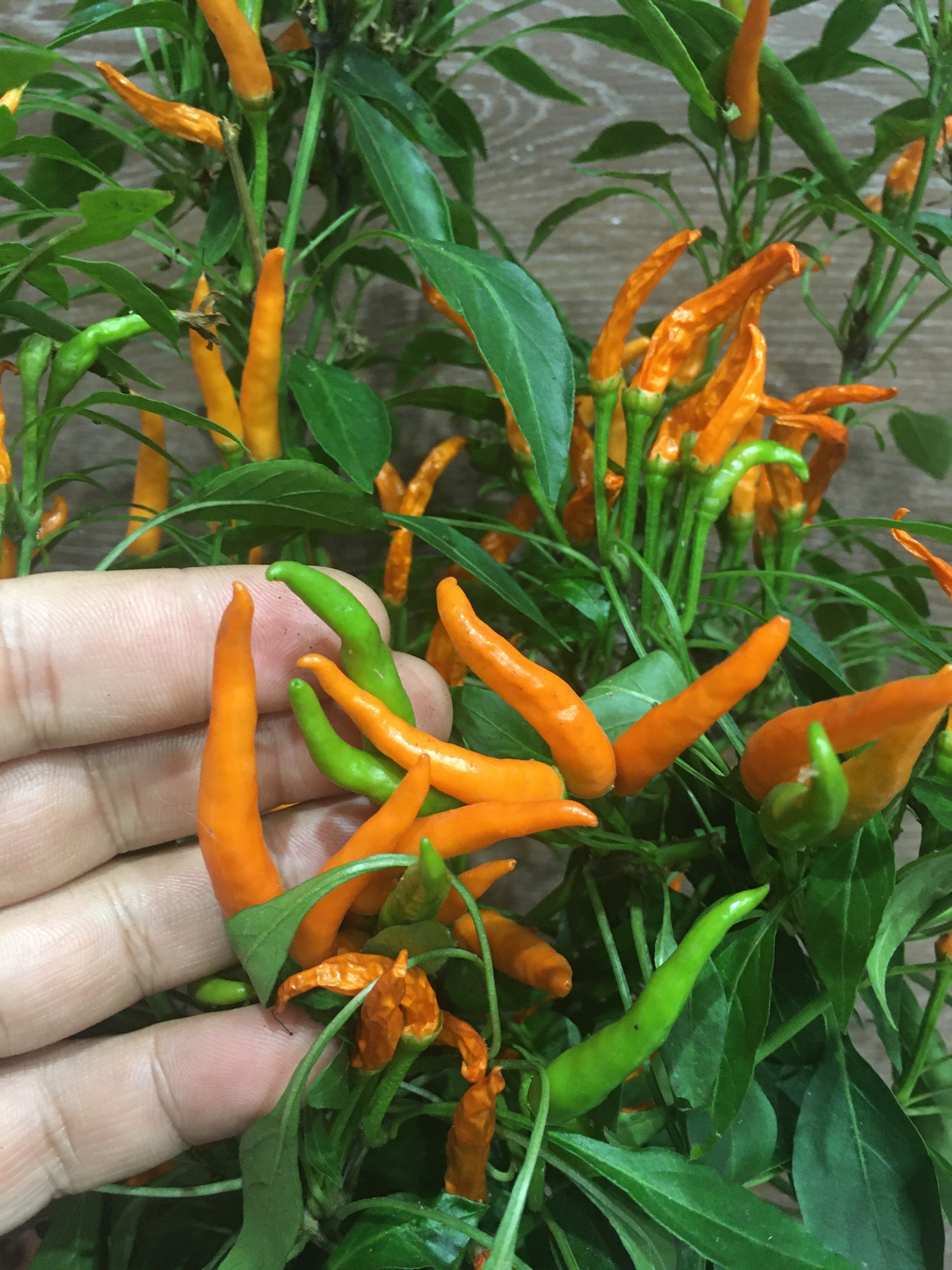 Выращивание острого перца Bunny joy - фото 2