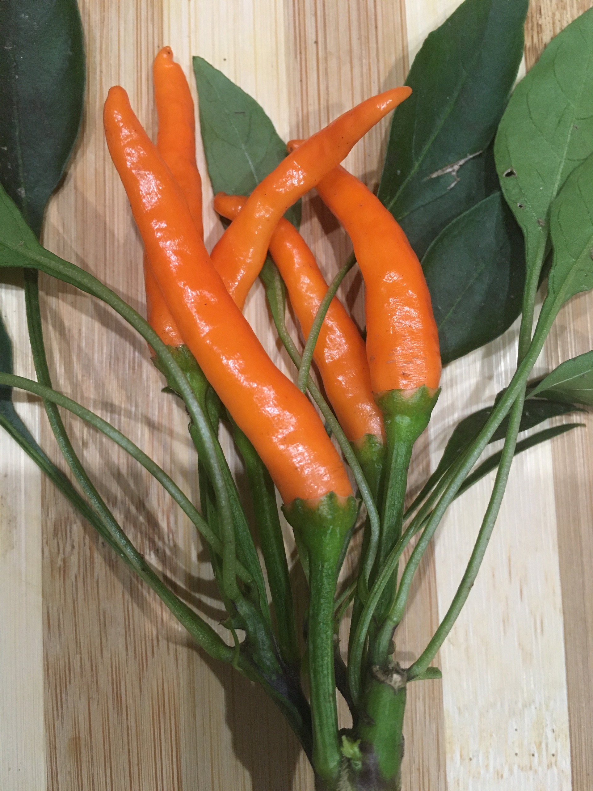 Сорт острого перца Bunny joy - фото 3