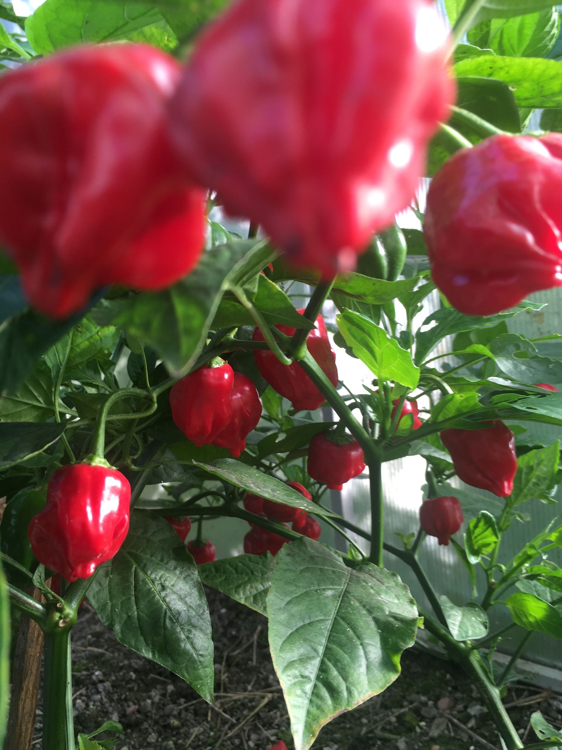 Семена острого перца PI 439410