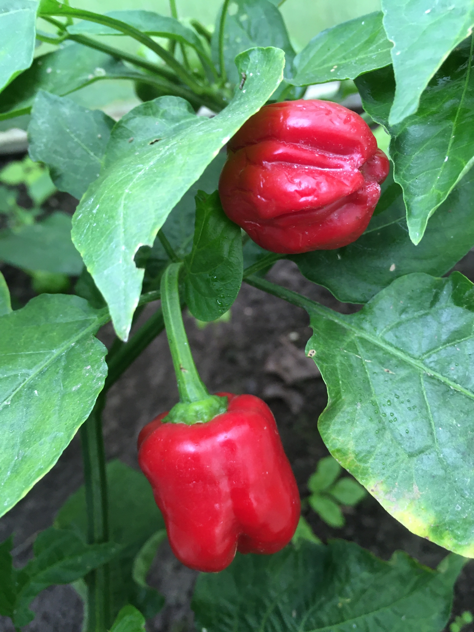 Выращивание острого перца PI 439410 - фото 2