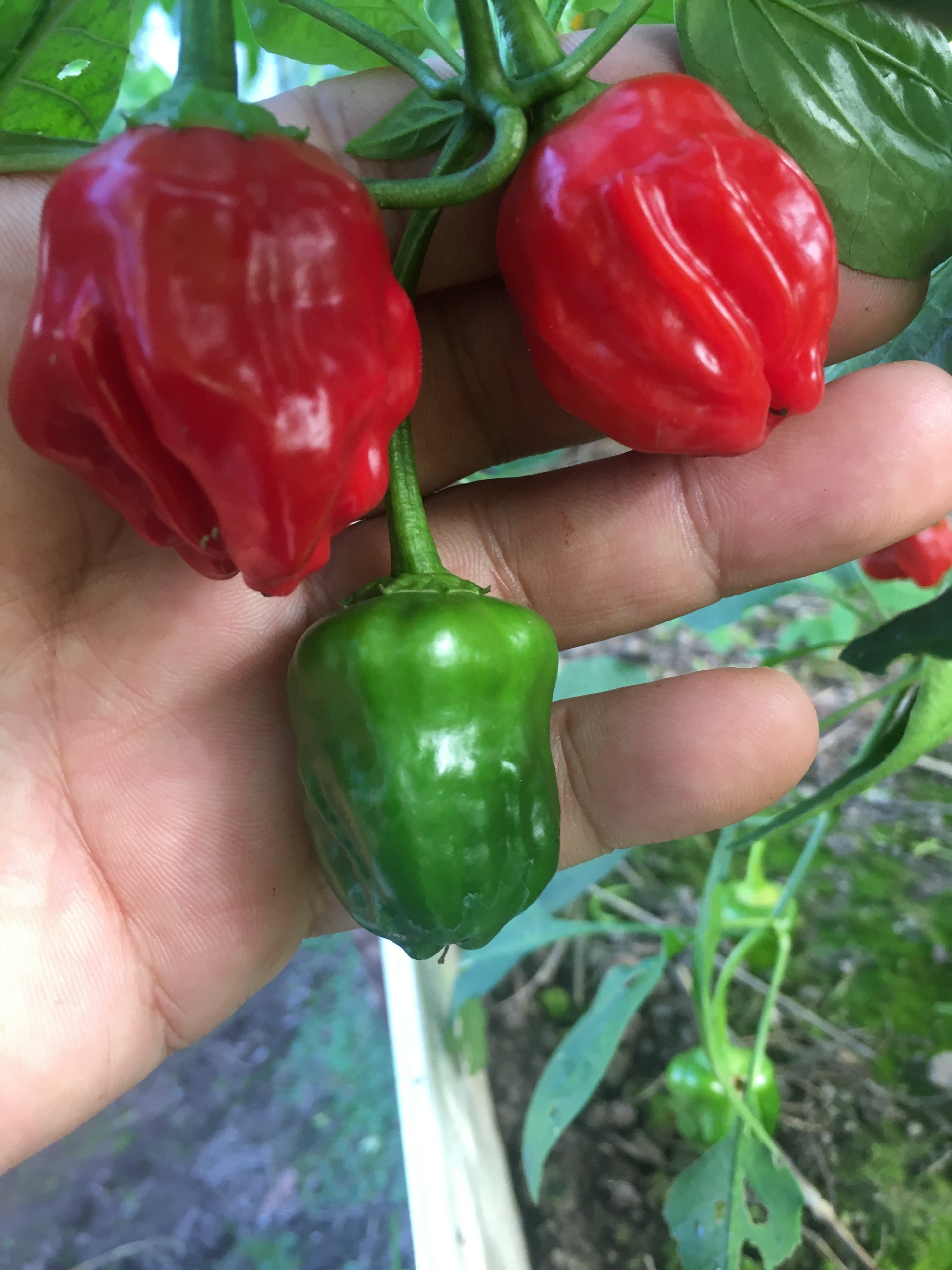 Сорт острого перца PI 439410 - фото 3