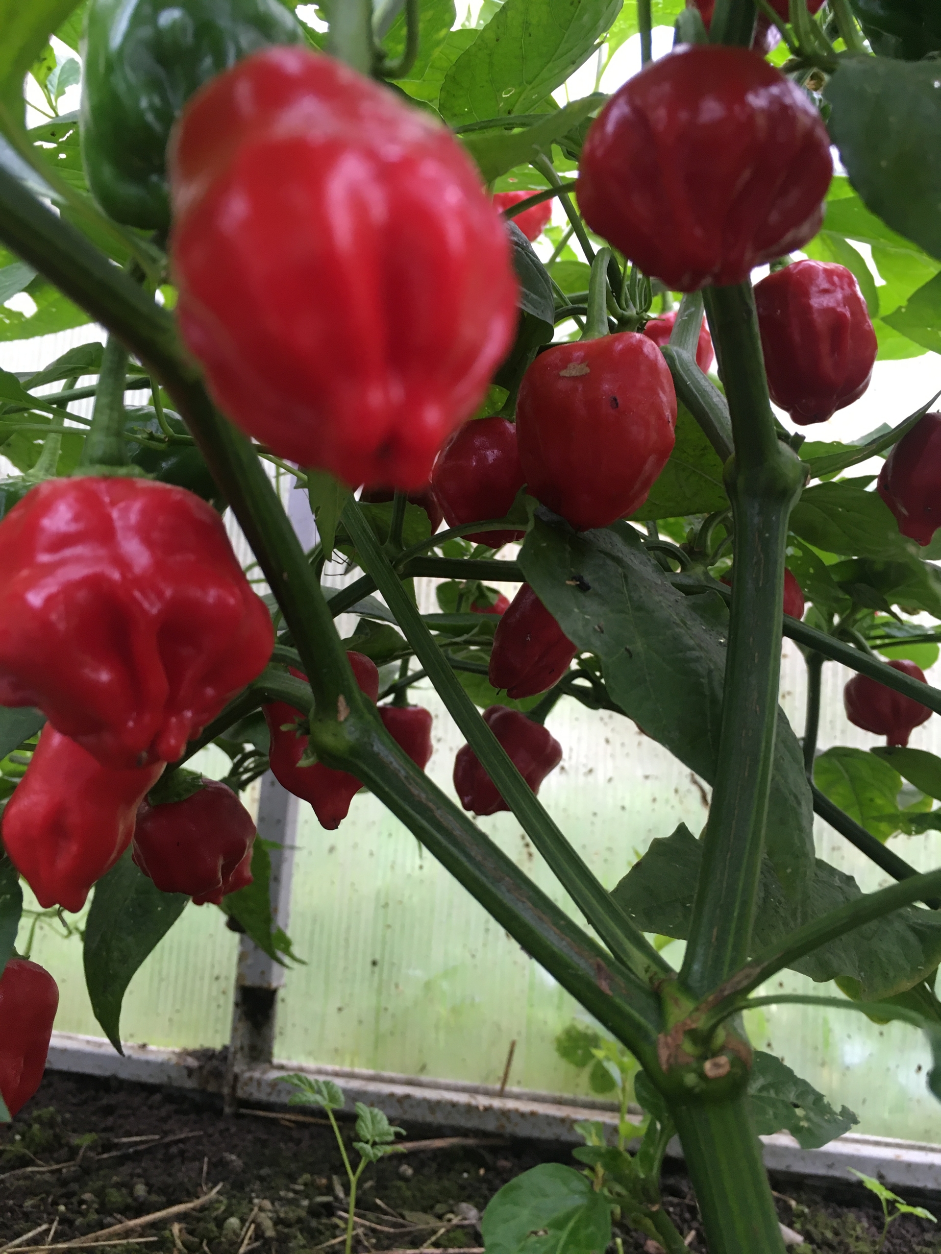 Что вырастает из семян острого перца PI 439410 - фото 5