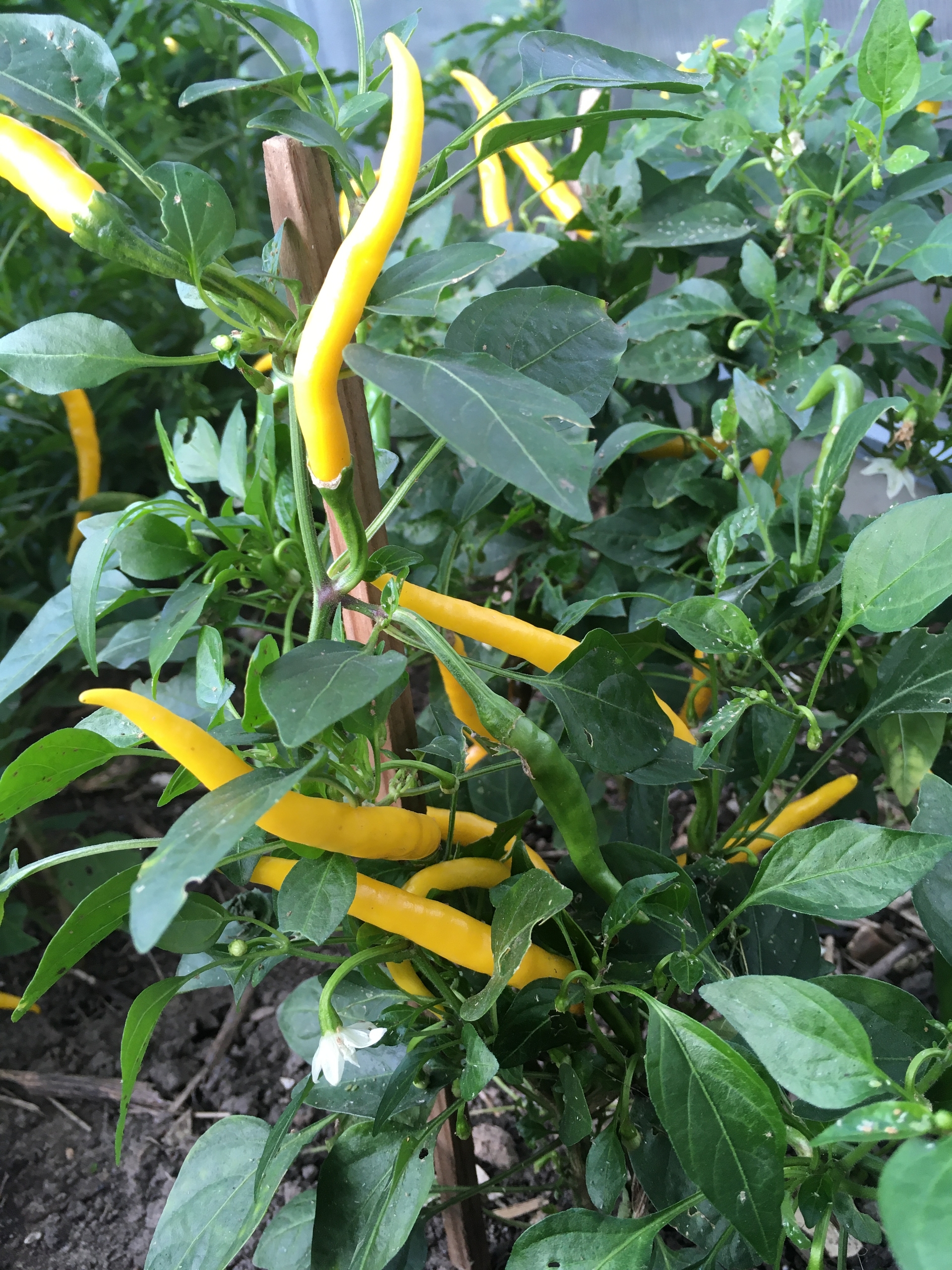 Семена острого перца Thai dragon yellow