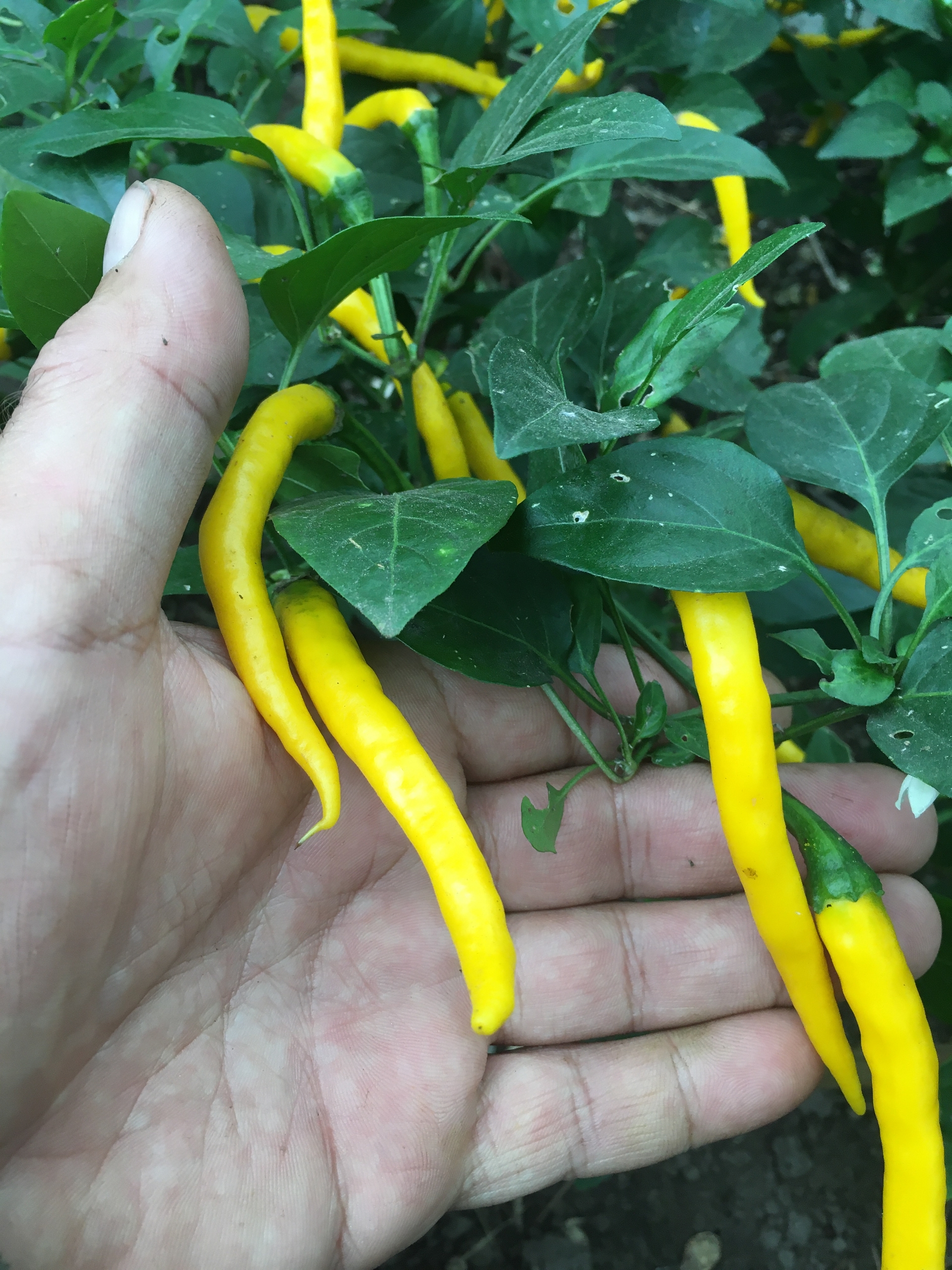 Выращивание острого перца Thai dragon yellow - фото 2