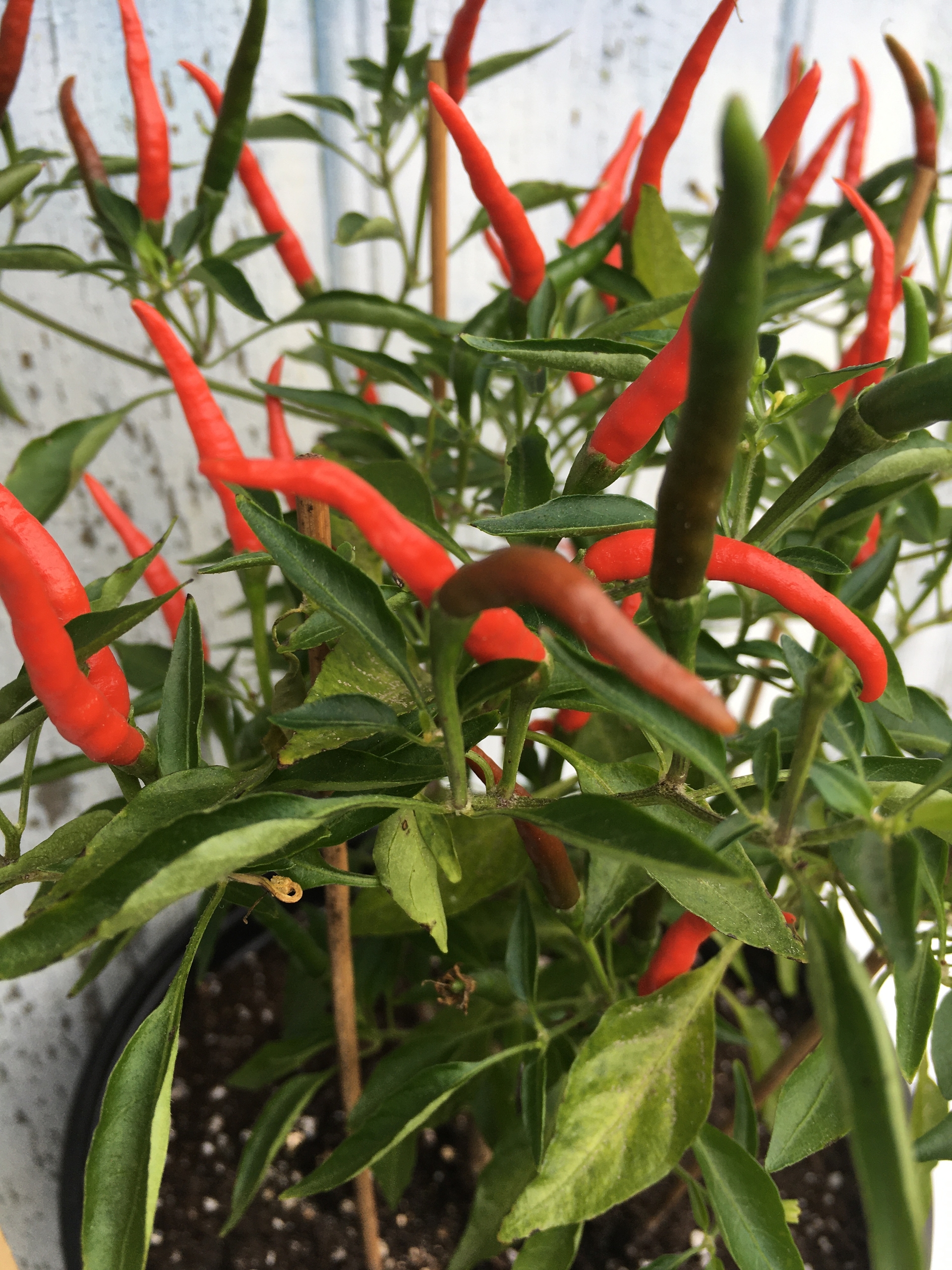 Семена острого перца Thai dragon