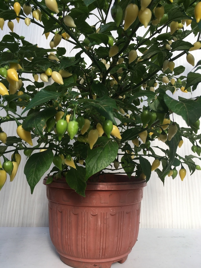 Семена острого перца Coyote Zan White