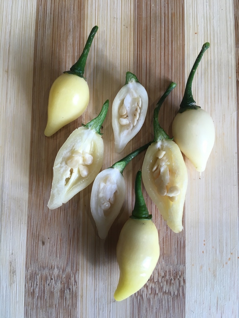 Выращивание острого перца Coyote Zan White - фото 2