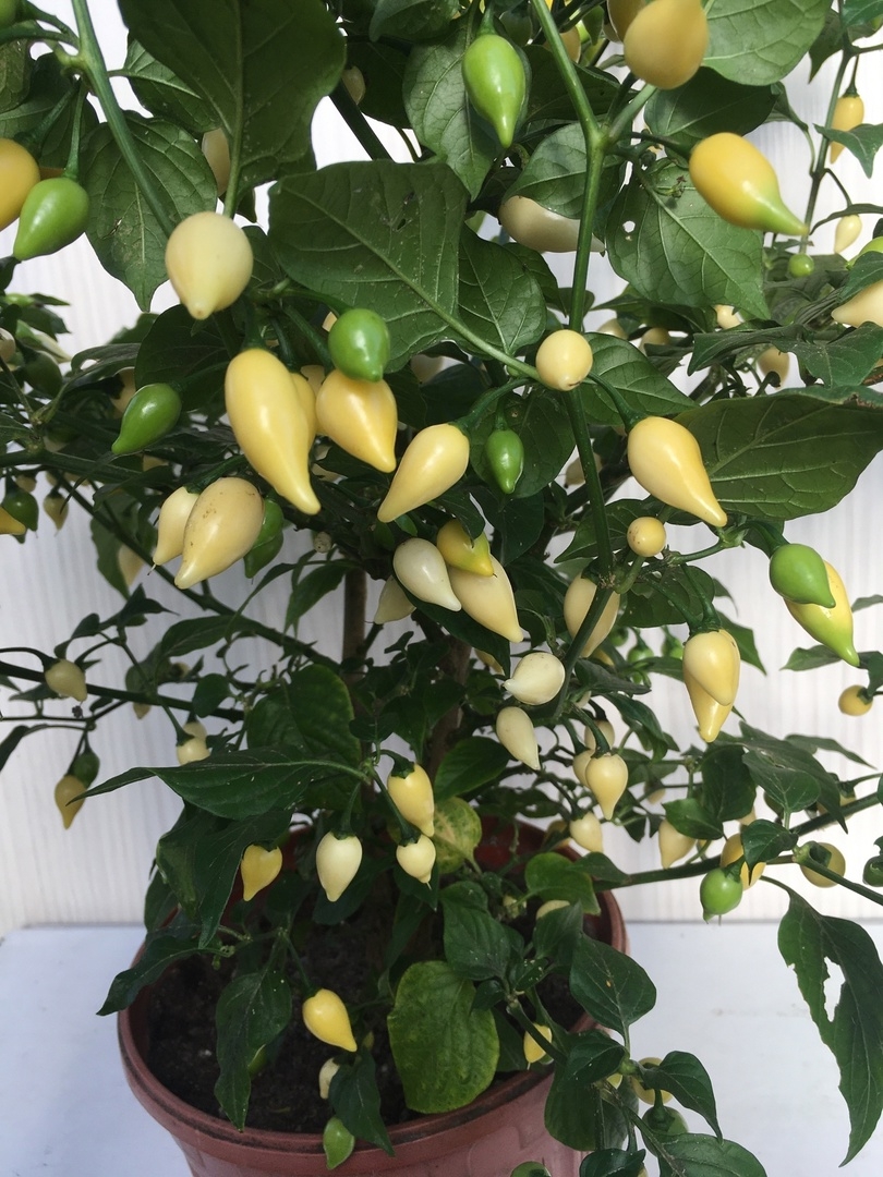 Сорт острого перца Coyote Zan White - фото 3