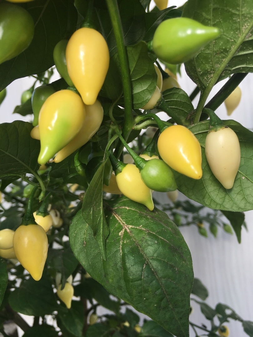 Плоды острого перца Coyote Zan White - фото 4