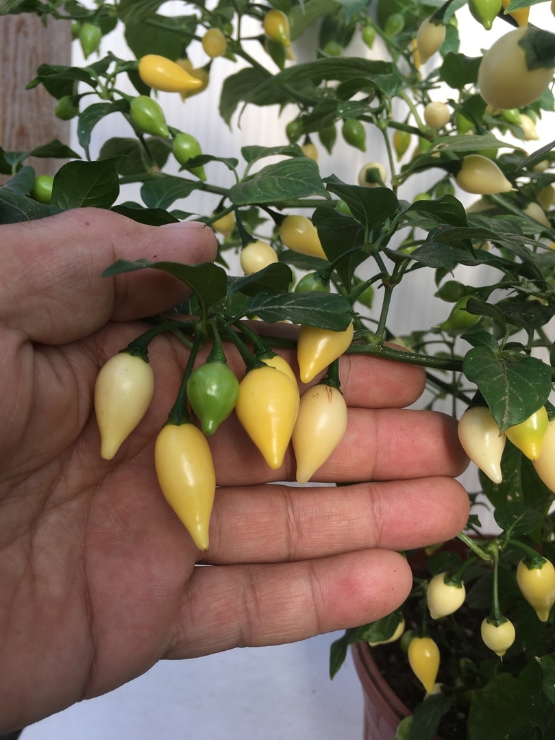 Что вырастает из семян острого перца Coyote Zan White - фото 5