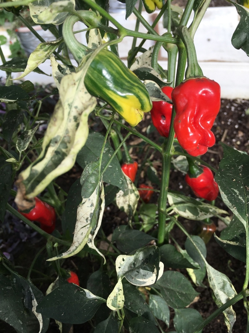 Семена острого перца Переопыление "Полосатик"