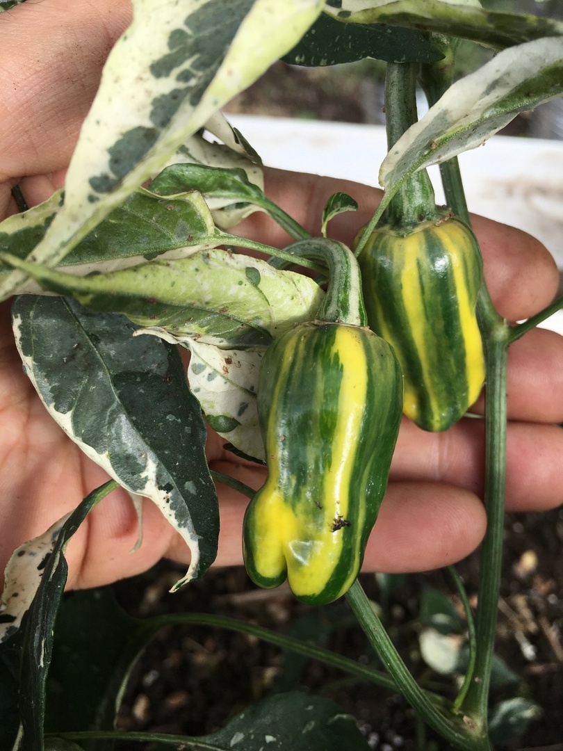 Выращивание острого перца Переопыление "Полосатик" - фото 2