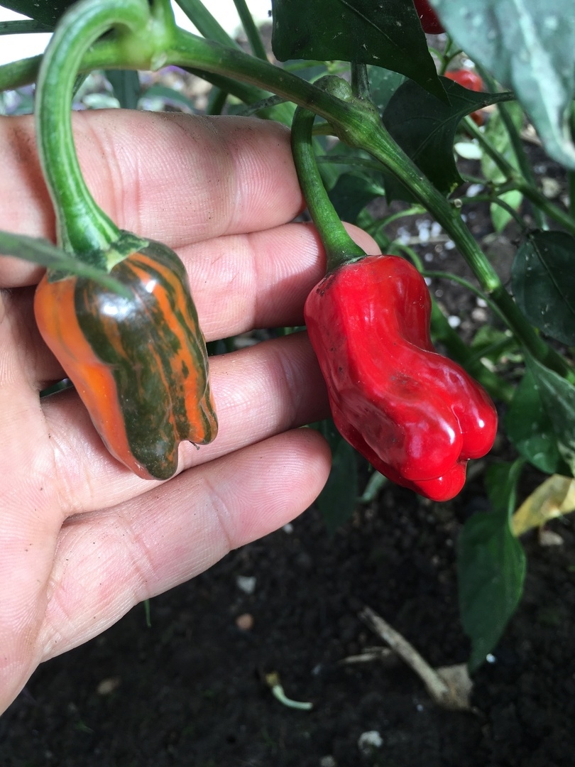 Сорт острого перца Переопыление "Полосатик" - фото 3