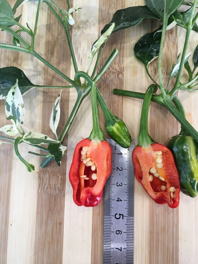 Плоды острого перца Переопыление "Полосатик" - фото 4