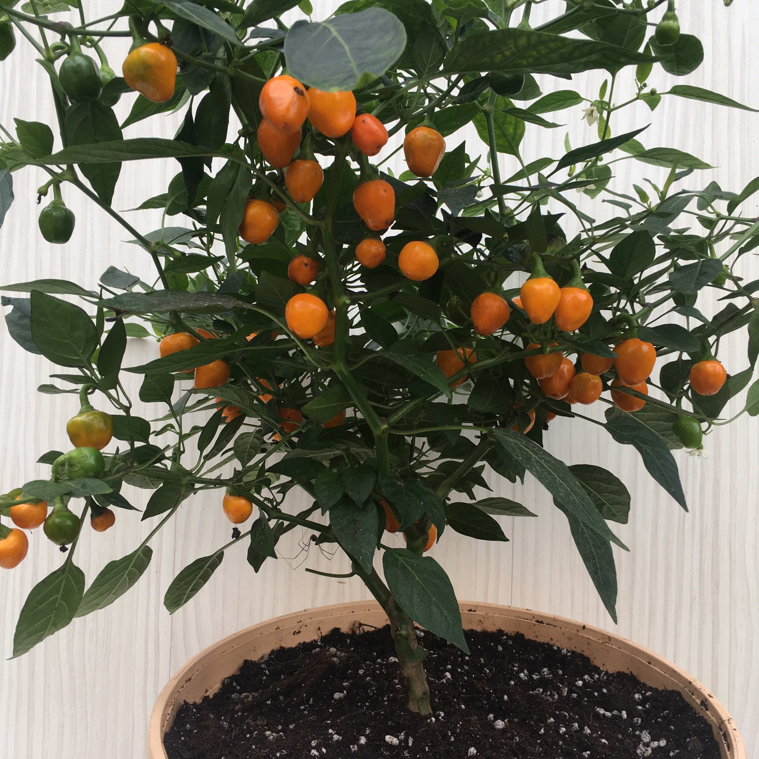 Семена острого перца Orange Glow