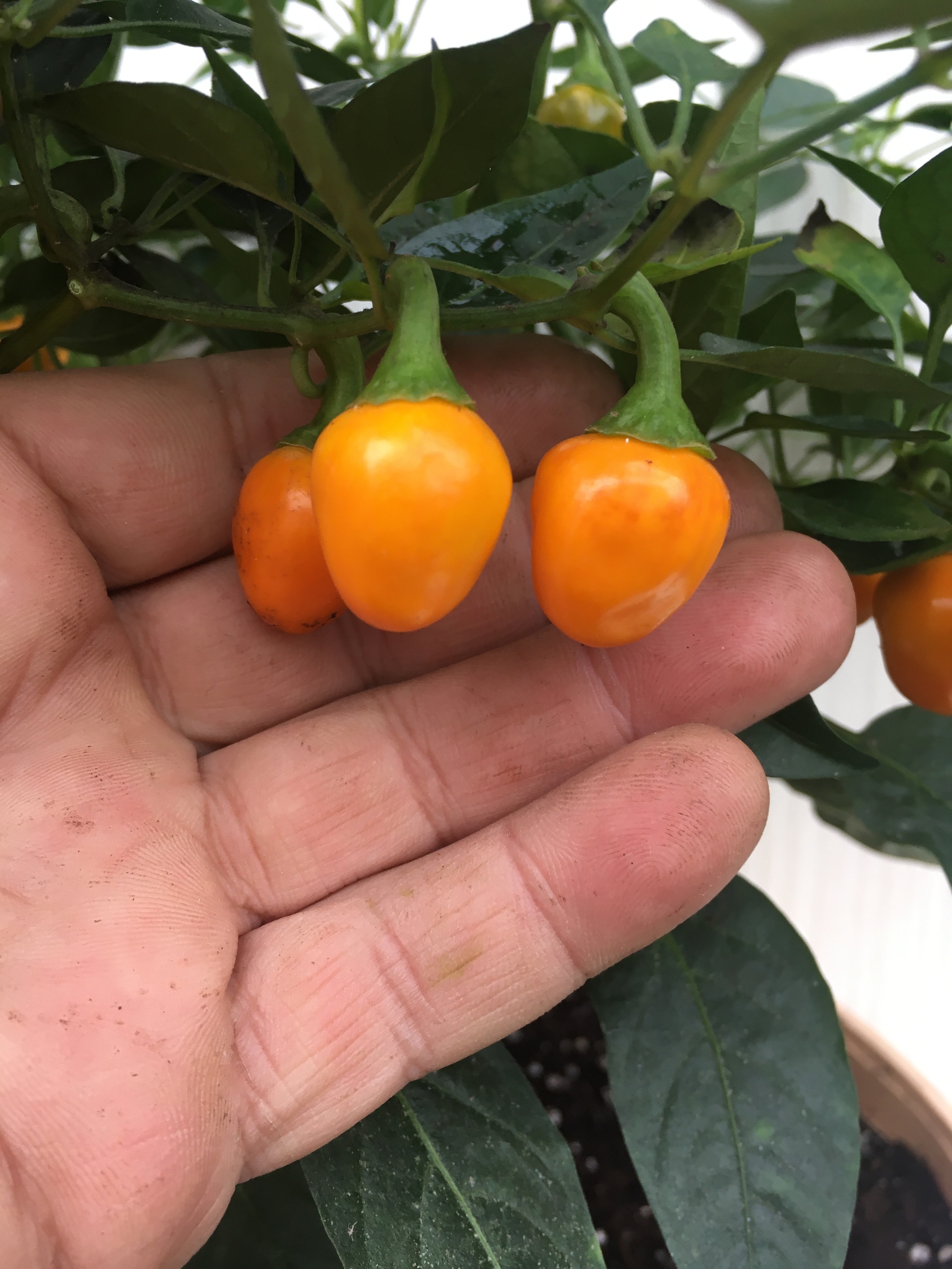 Выращивание острого перца Orange Glow - фото 2