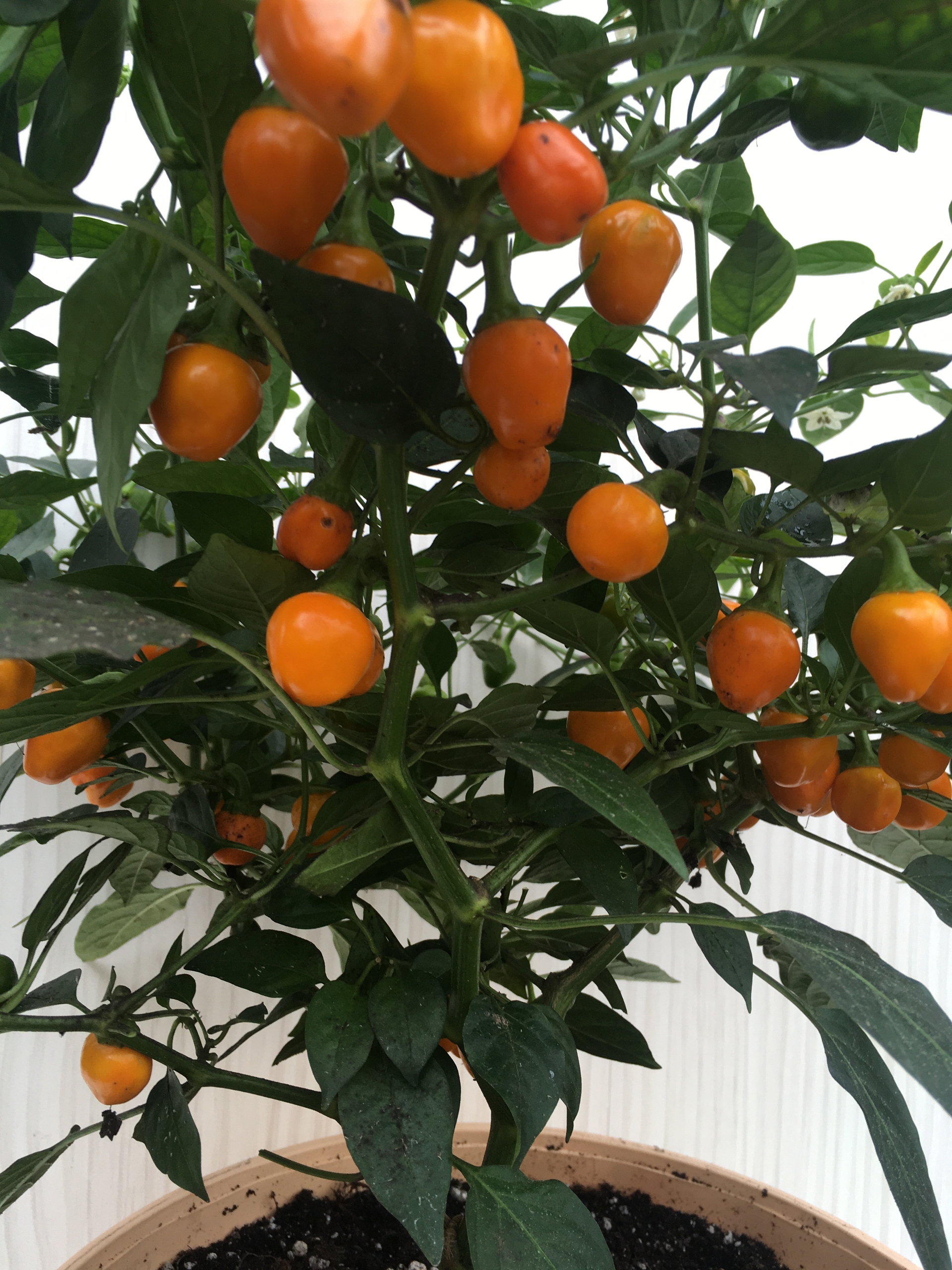 Плоды острого перца Orange Glow - фото 4