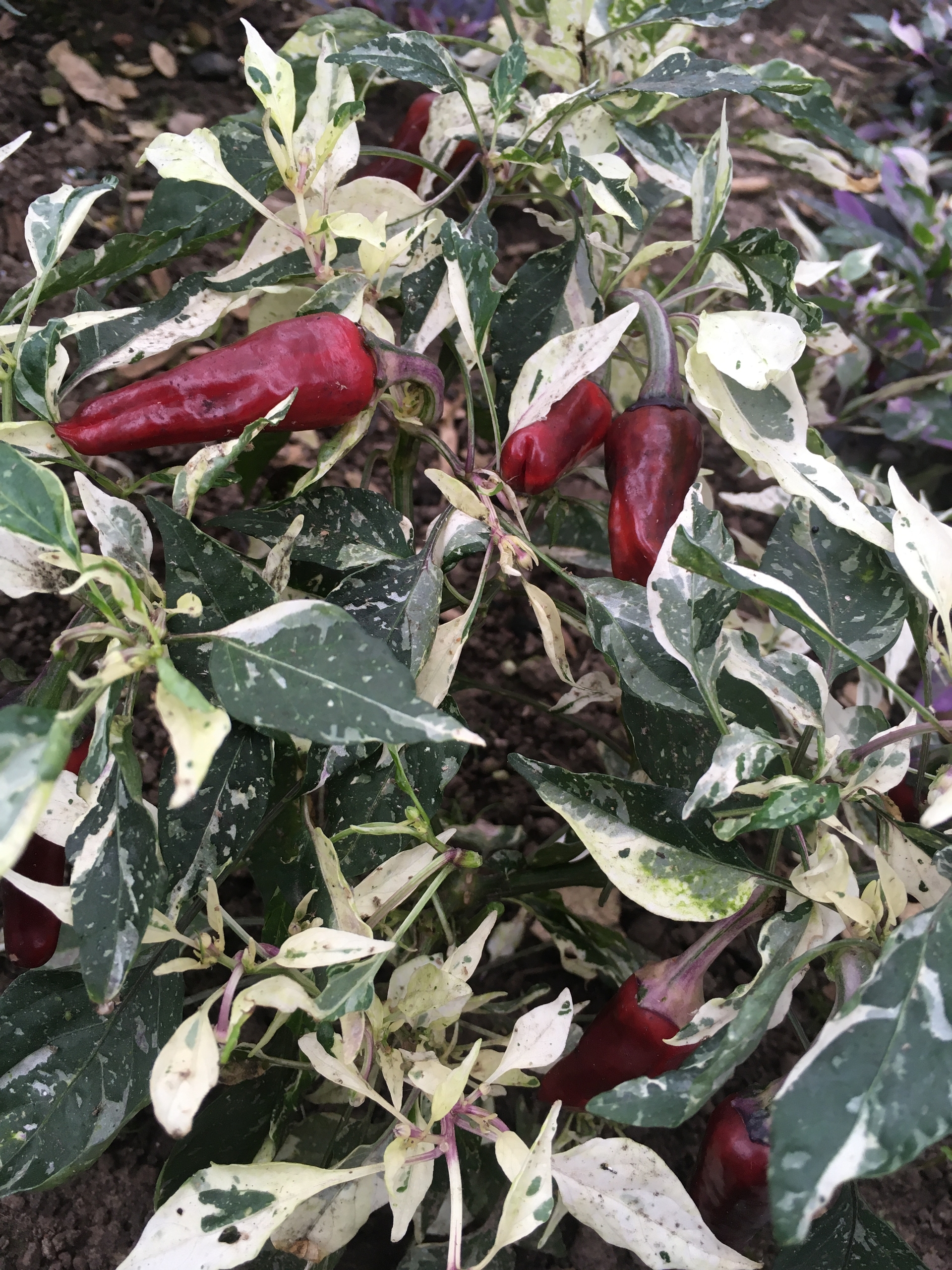 Семена острого перца Purple Cacho White Leafs