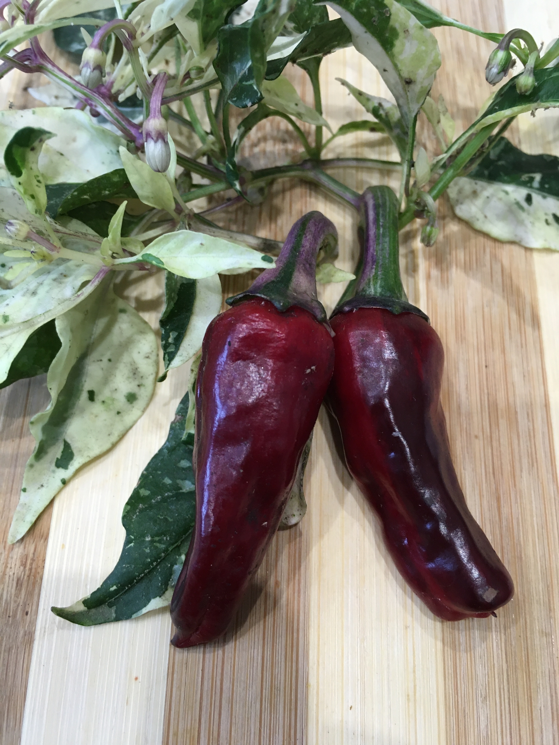 Выращивание острого перца Purple Cacho White Leafs - фото 2