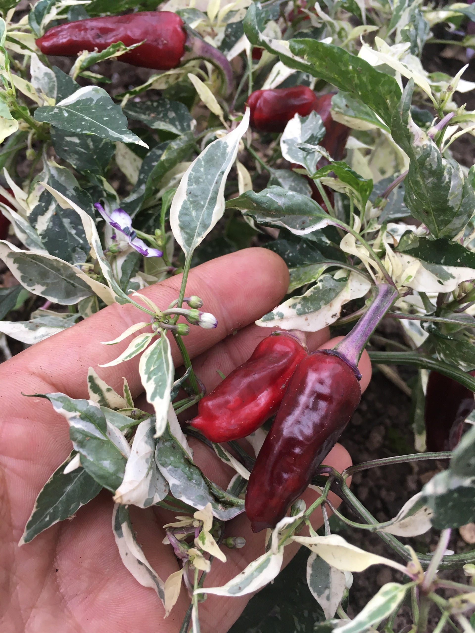 Сорт острого перца Purple Cacho White Leafs - фото 3