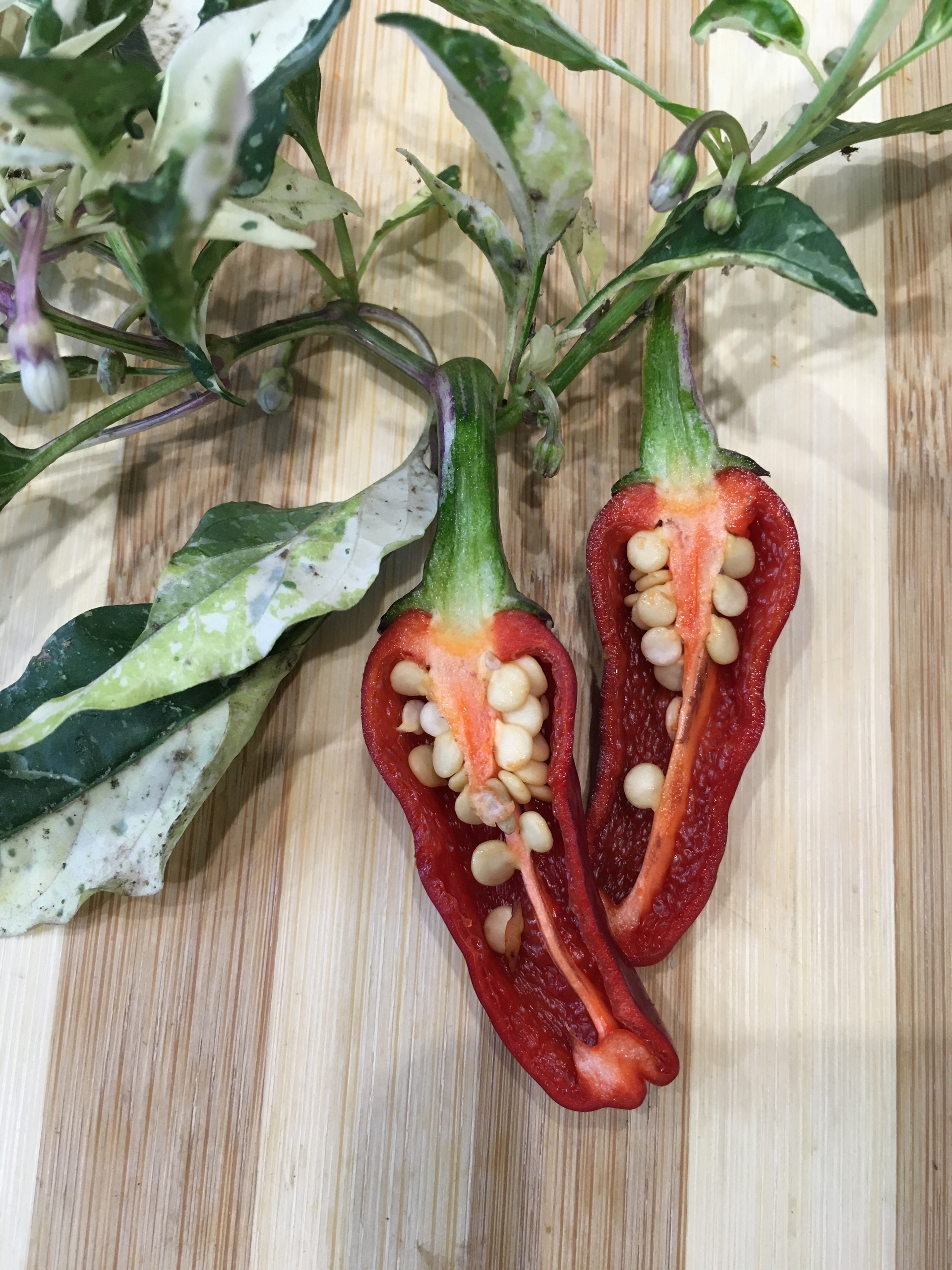 Плоды острого перца Purple Cacho White Leafs - фото 4