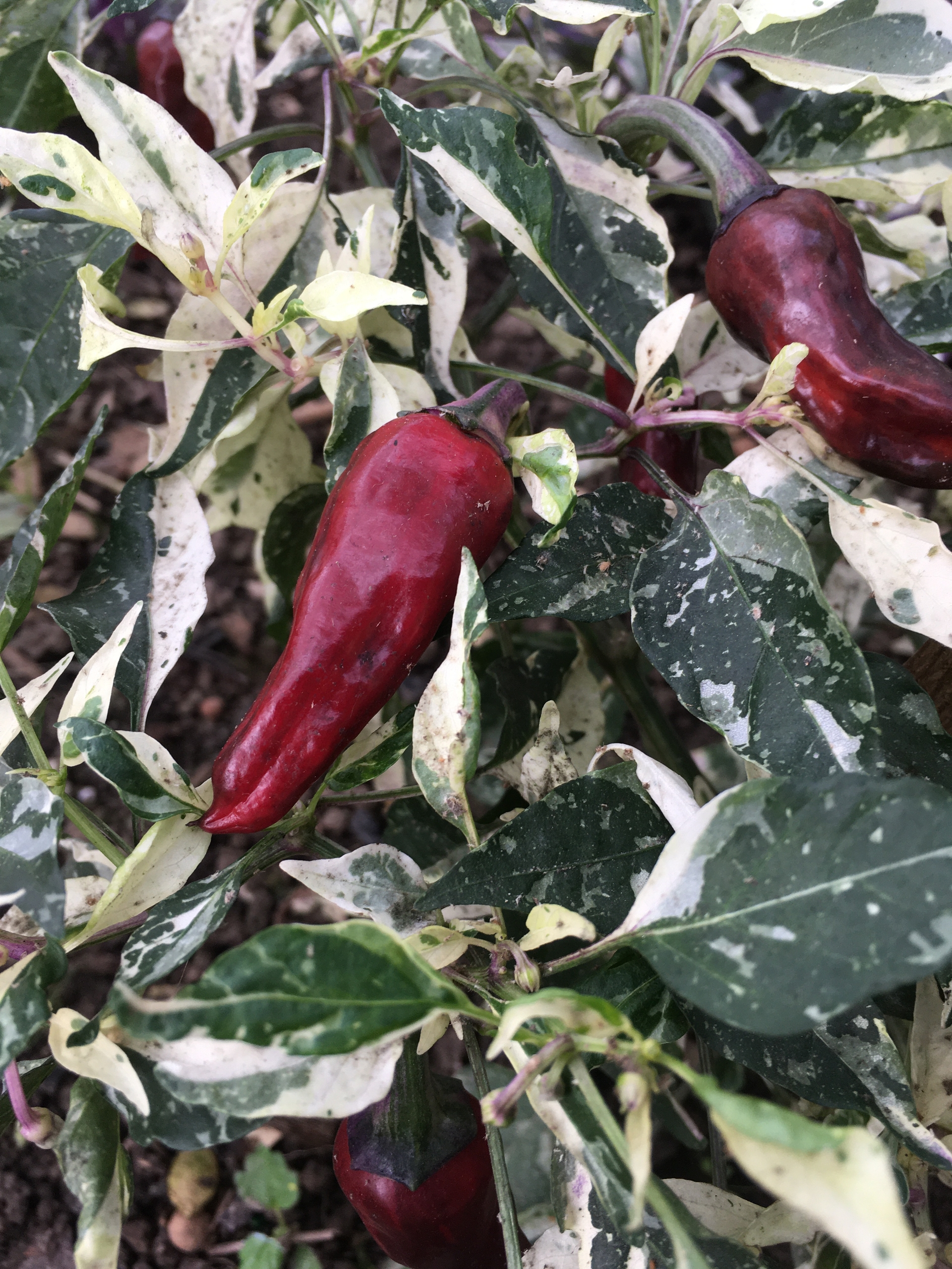 Что вырастает из семян острого перца Purple Cacho White Leafs - фото 5