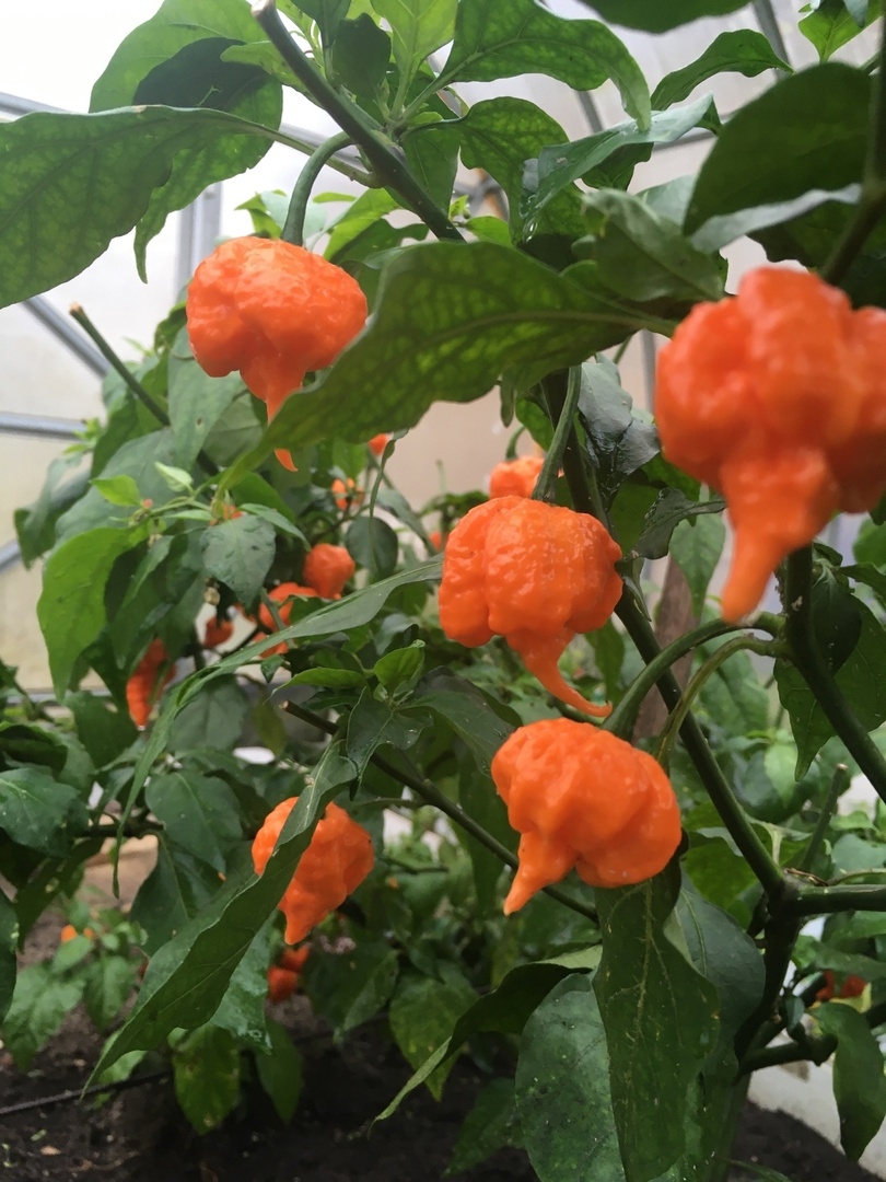 Семена острого перца Carolina Reaper Peach