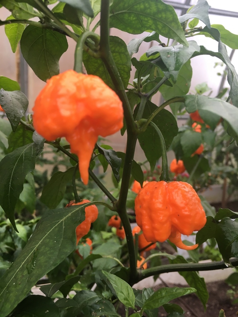Выращивание острого перца Carolina Reaper Peach - фото 2