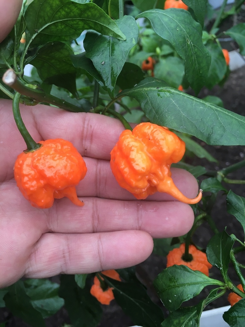 Сорт острого перца Carolina Reaper Peach - фото 3