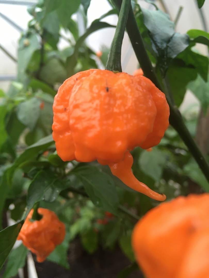 Плоды острого перца Carolina Reaper Peach - фото 4