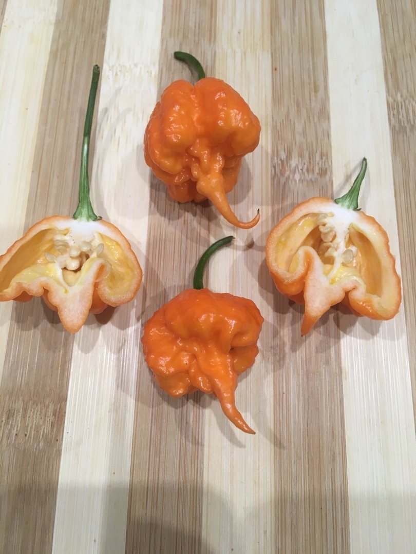 Что вырастает из семян острого перца Carolina Reaper Peach - фото 5