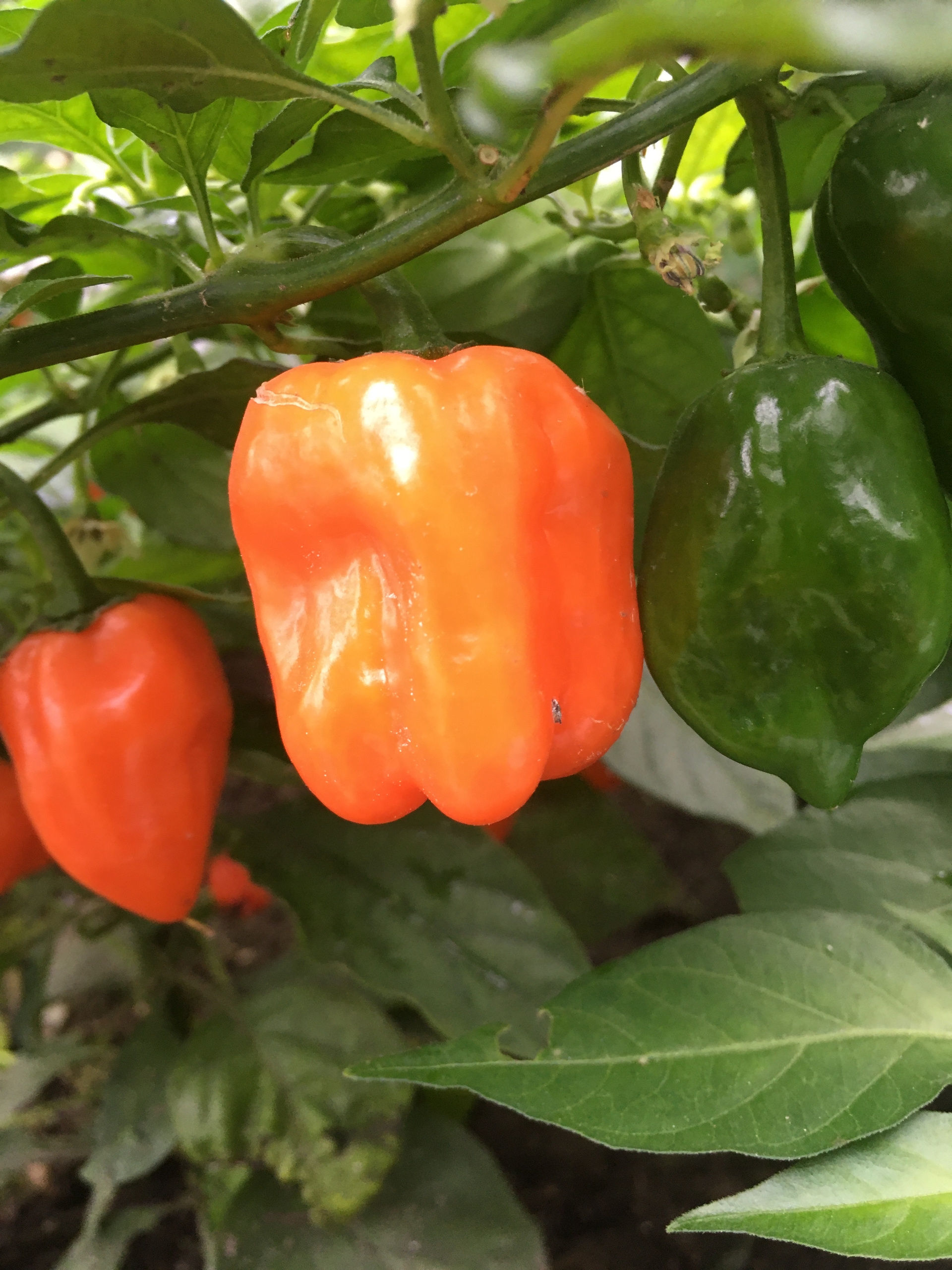 Семена острого перца Habanero Orange