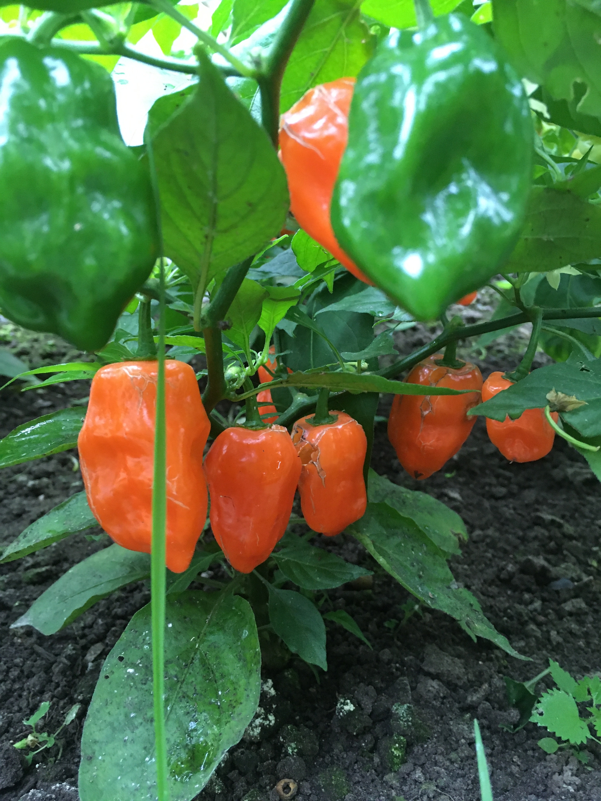 Выращивание острого перца Habanero Orange - фото 2