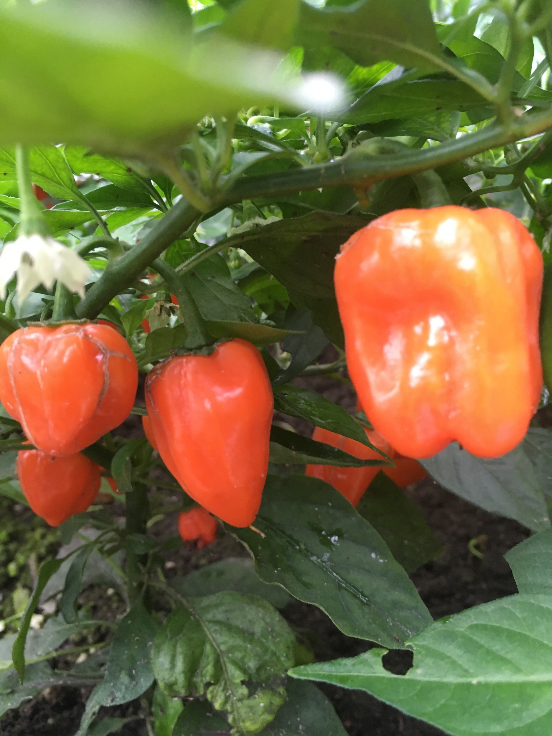 Сорт острого перца Habanero Orange - фото 3