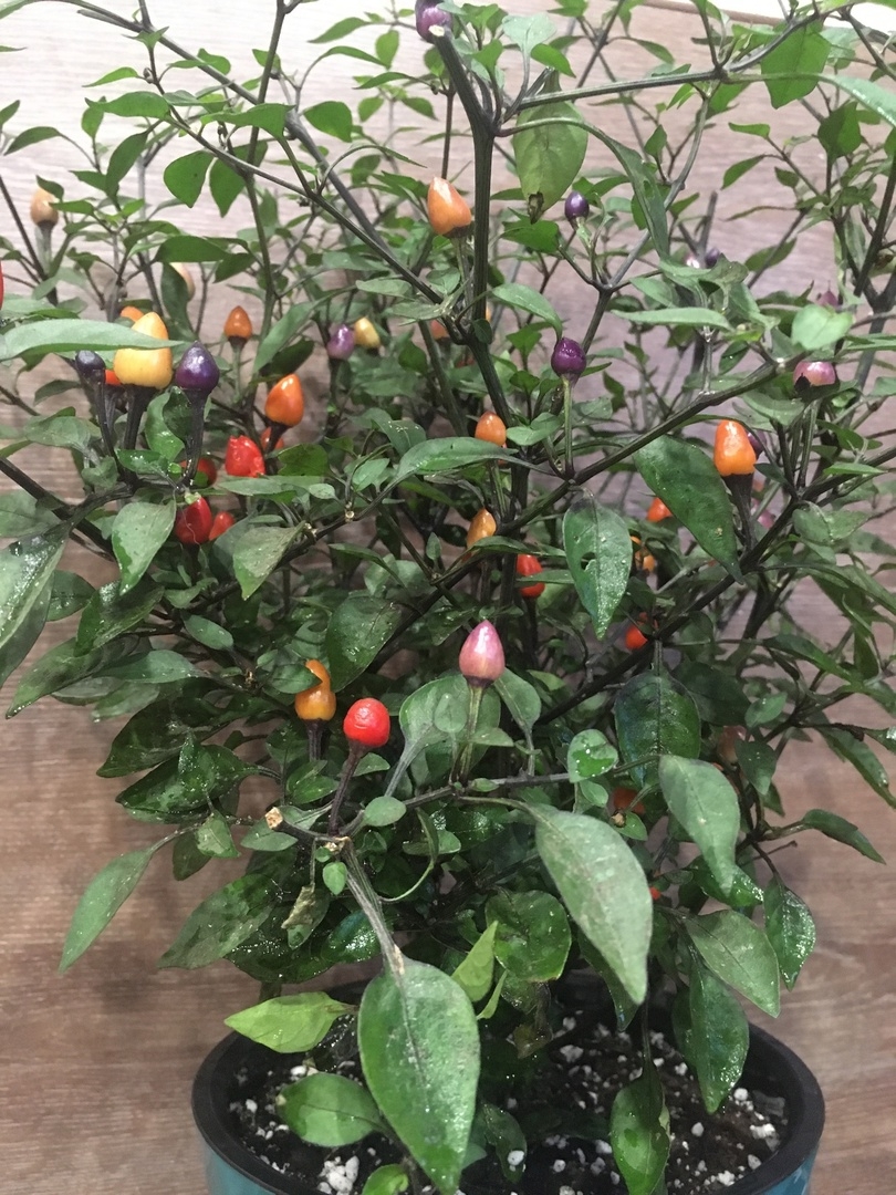 Семена острого перца Bolivian Rainbow